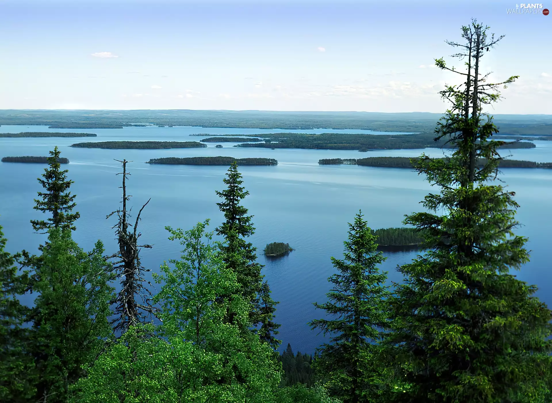 trees, viewes, National Park of Koli, Lake Pielinen, Finland