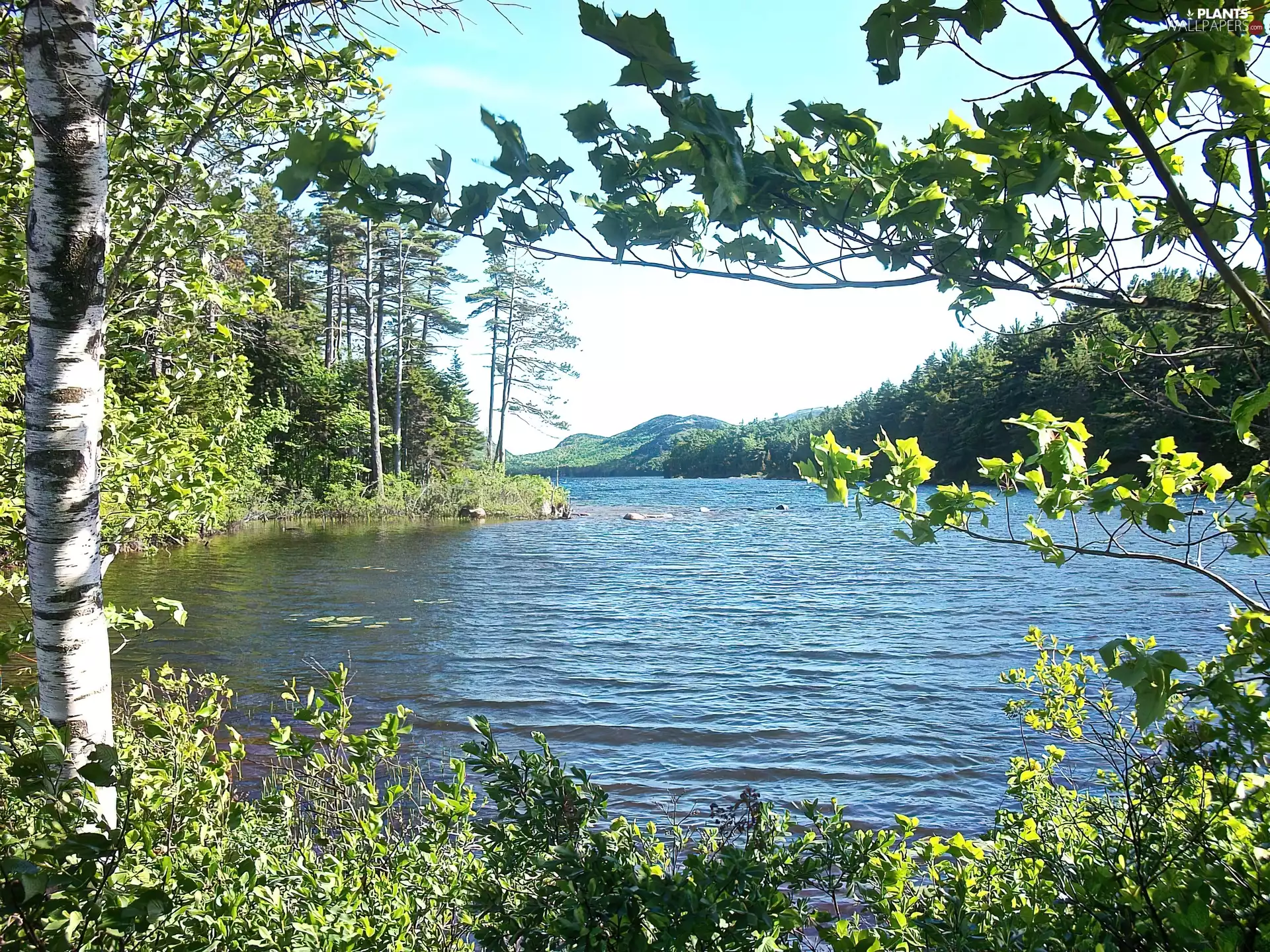 lake, viewes, Maine, trees