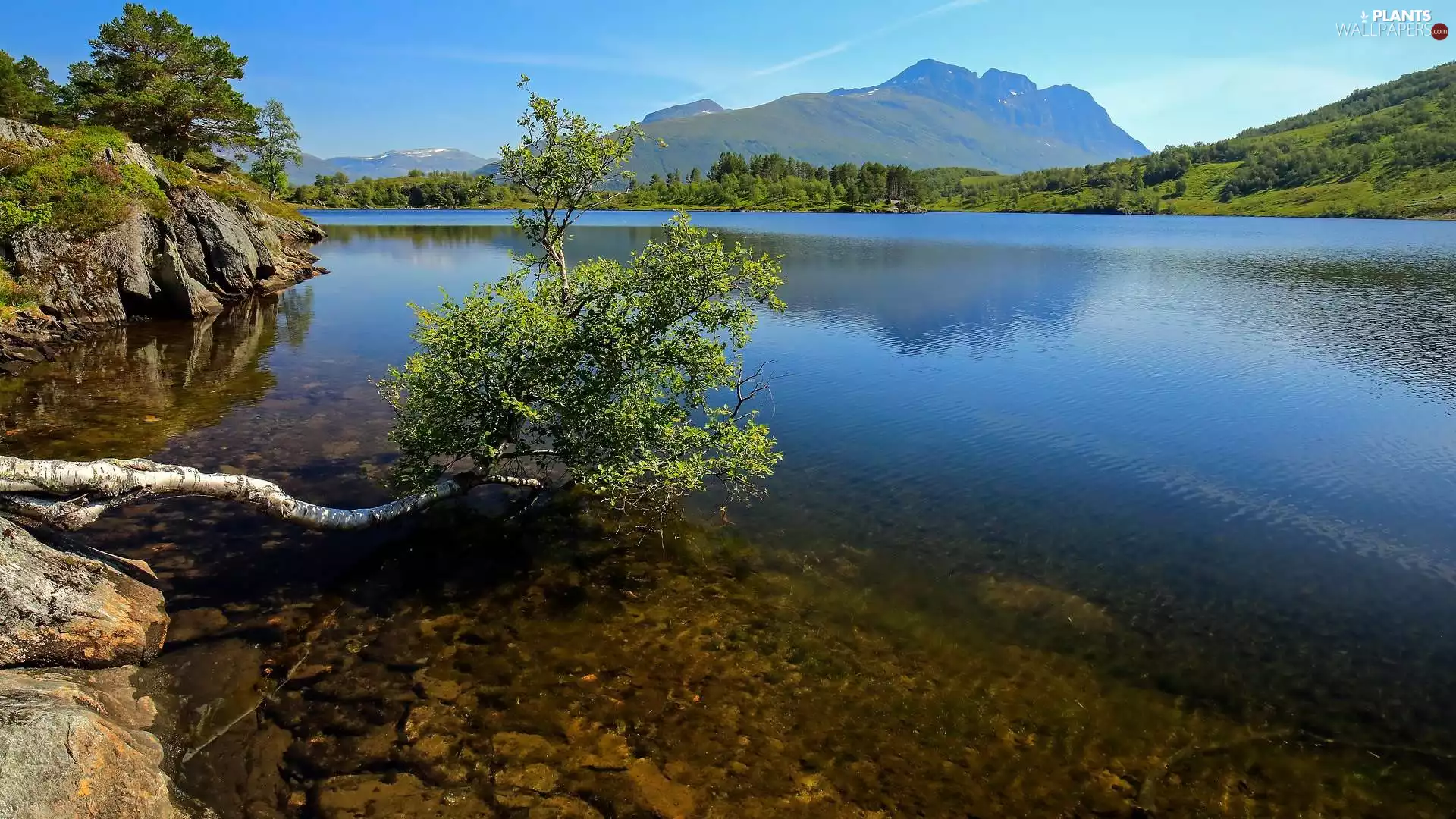 inclined, trees, lake, rocks, Mountains