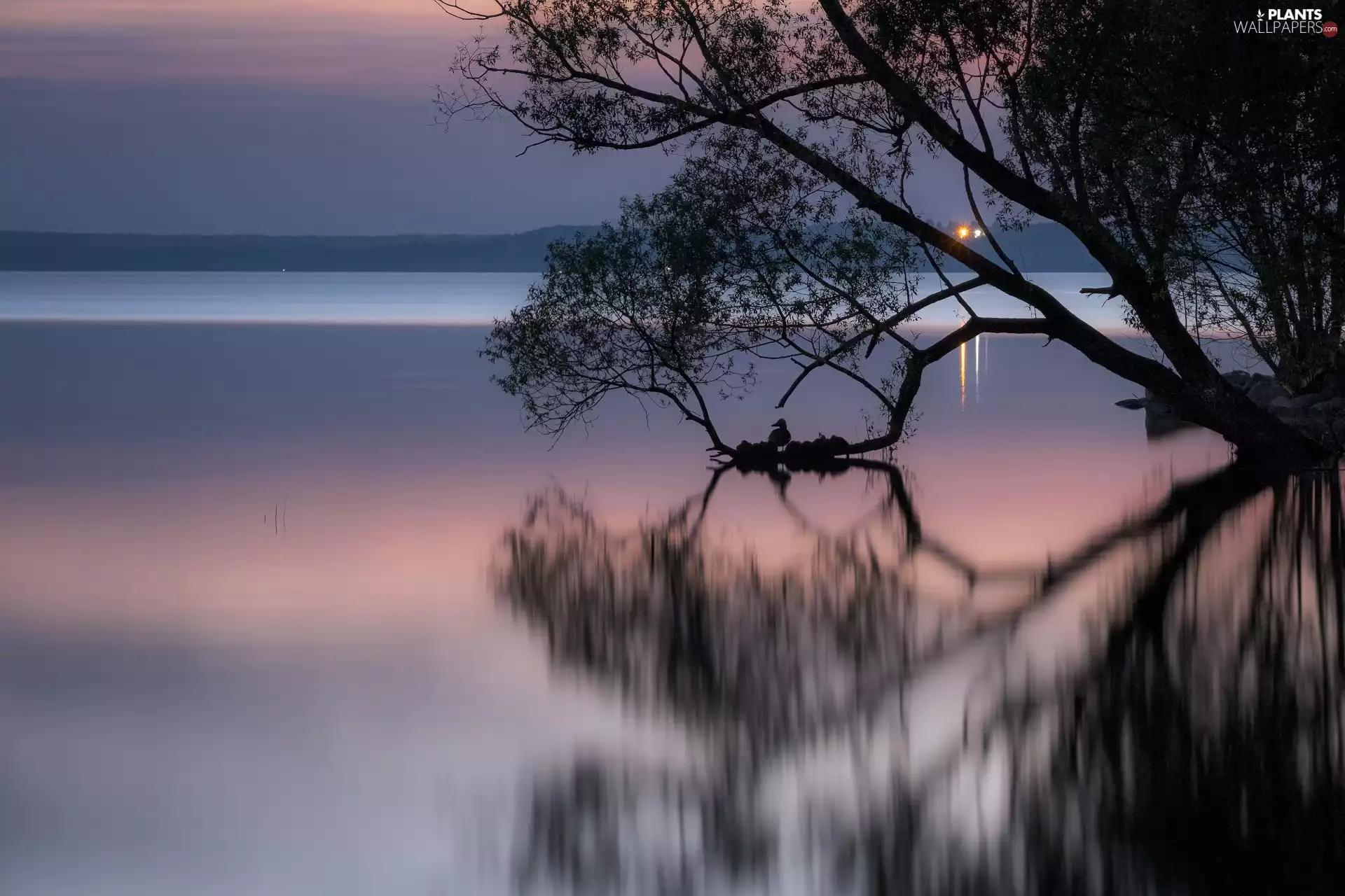 lake, evening, reflection, trees