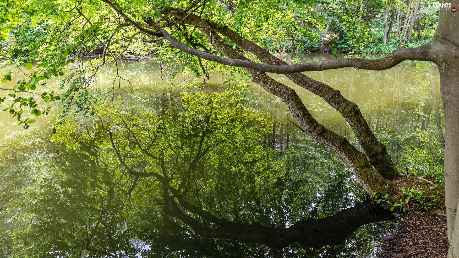 lake, forest, reflection, trees