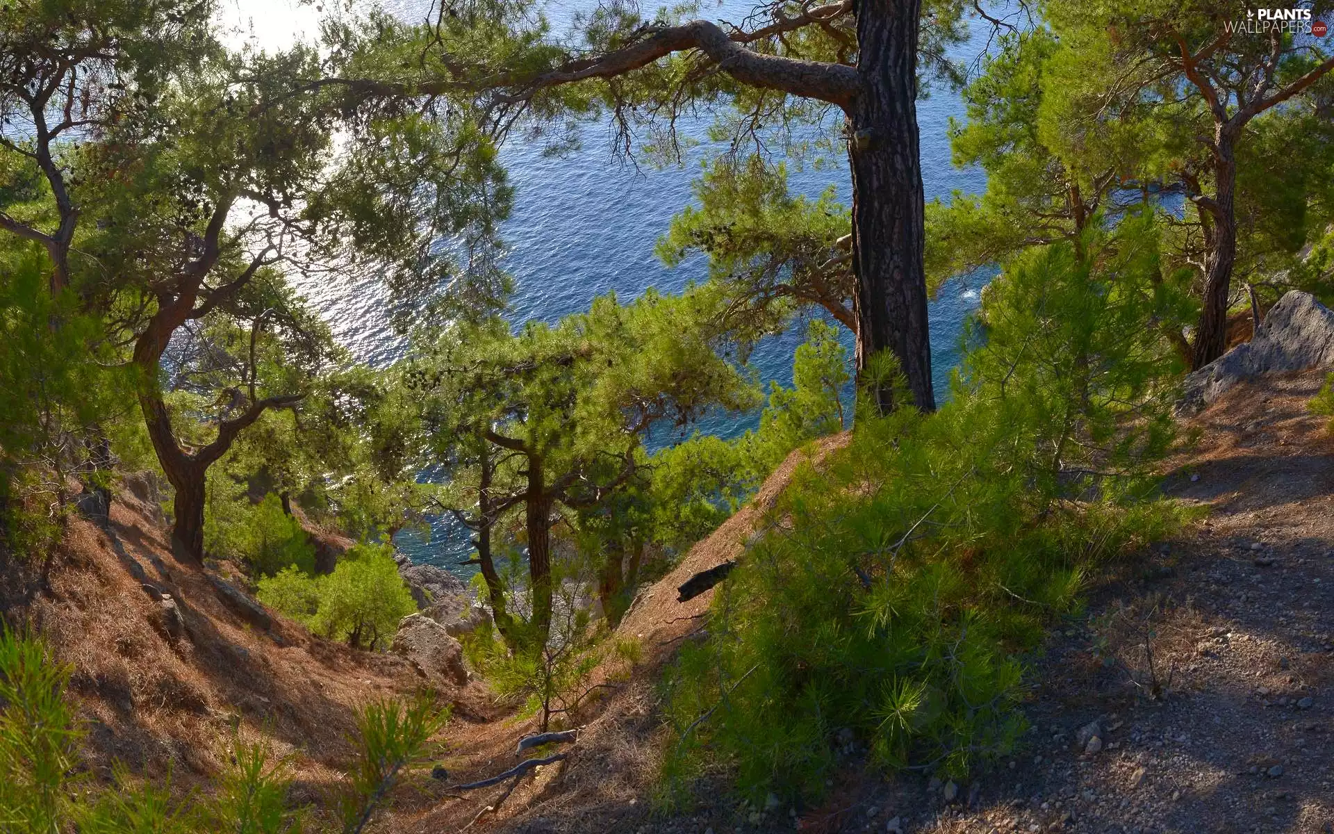 branch pics, rocks, trees, viewes, lake