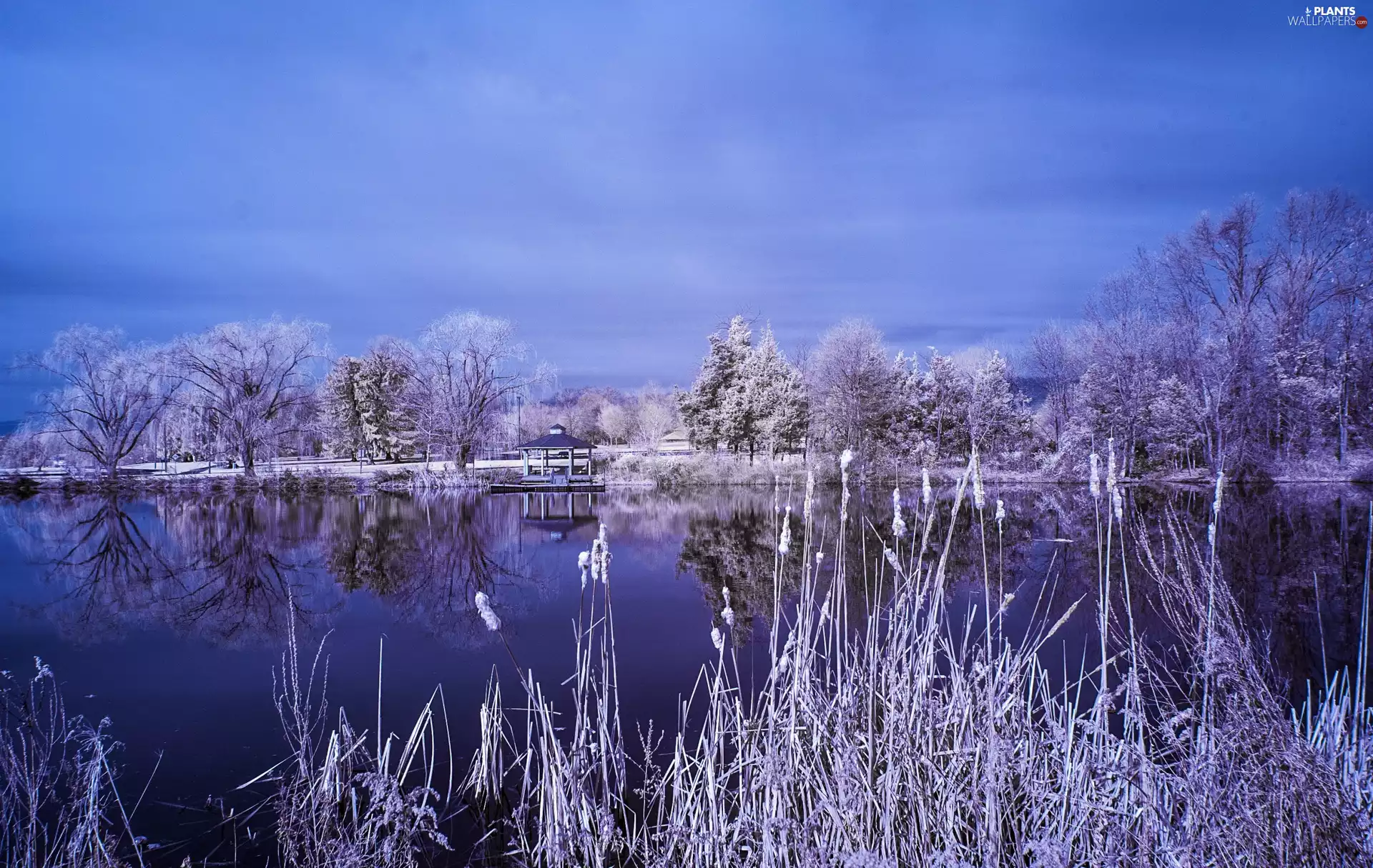 sweet flag, snow, trees, viewes, lake