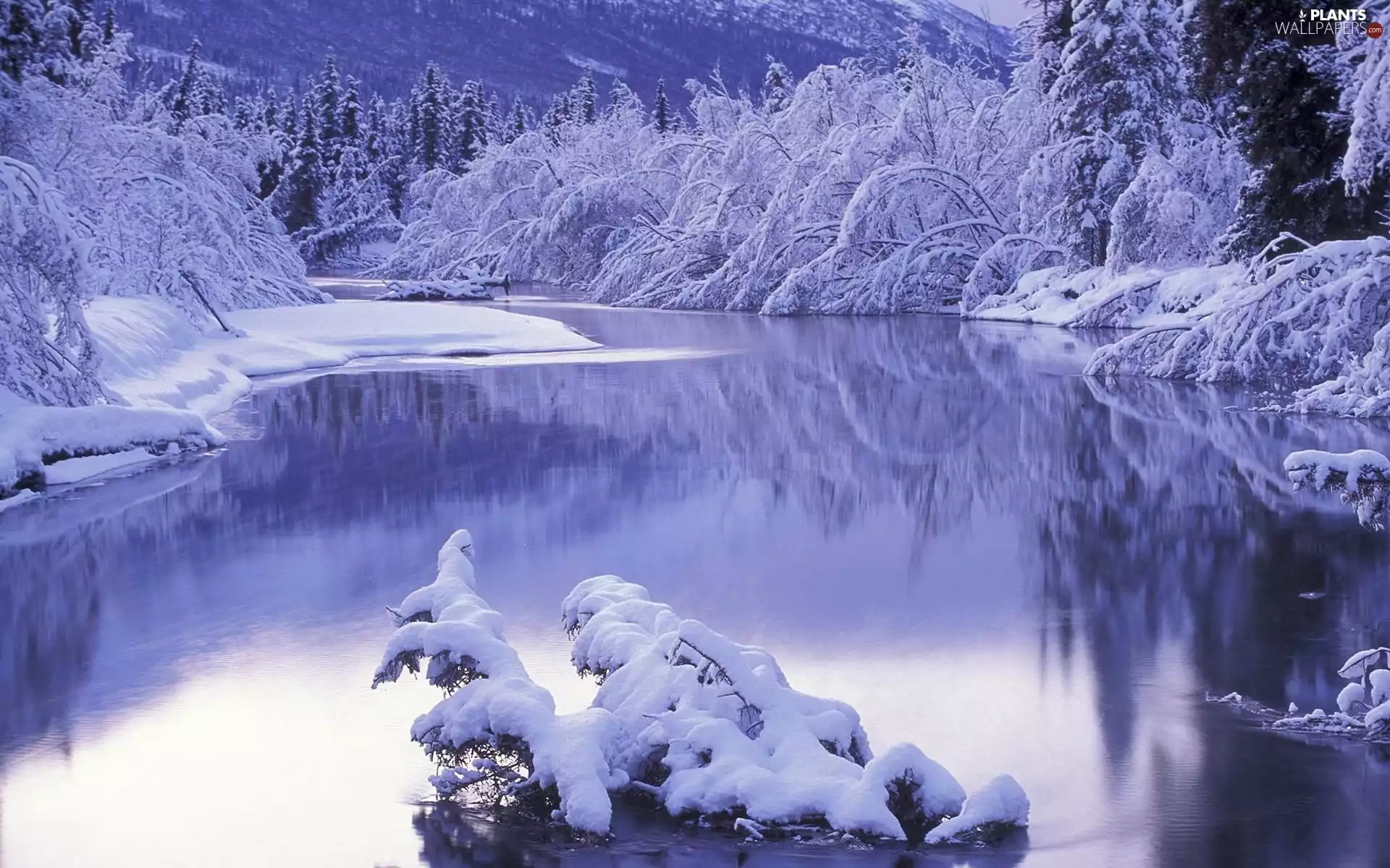 lake, viewes, snow, trees