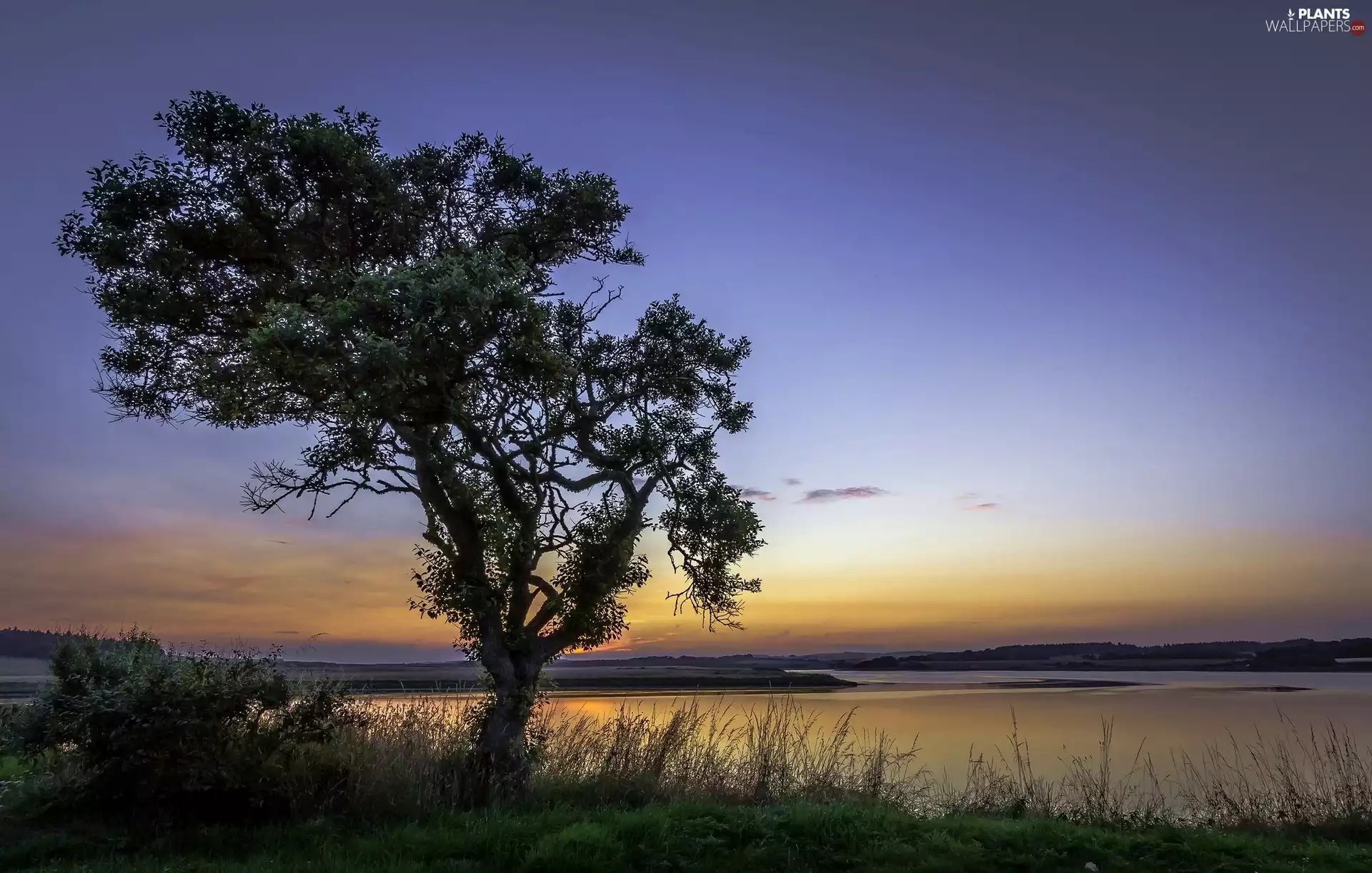 lake, east, sun, trees