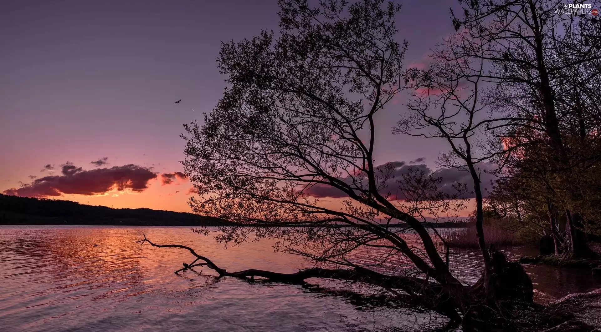 lake, east, sun, trees