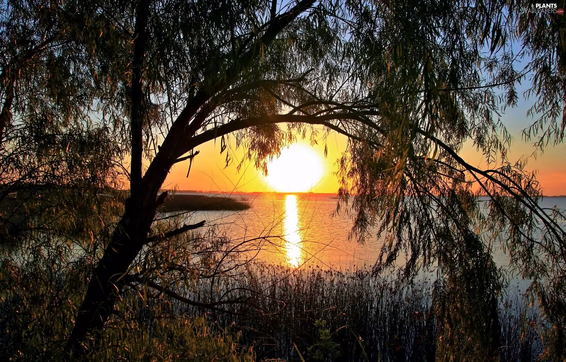 lake, west, sun, trees