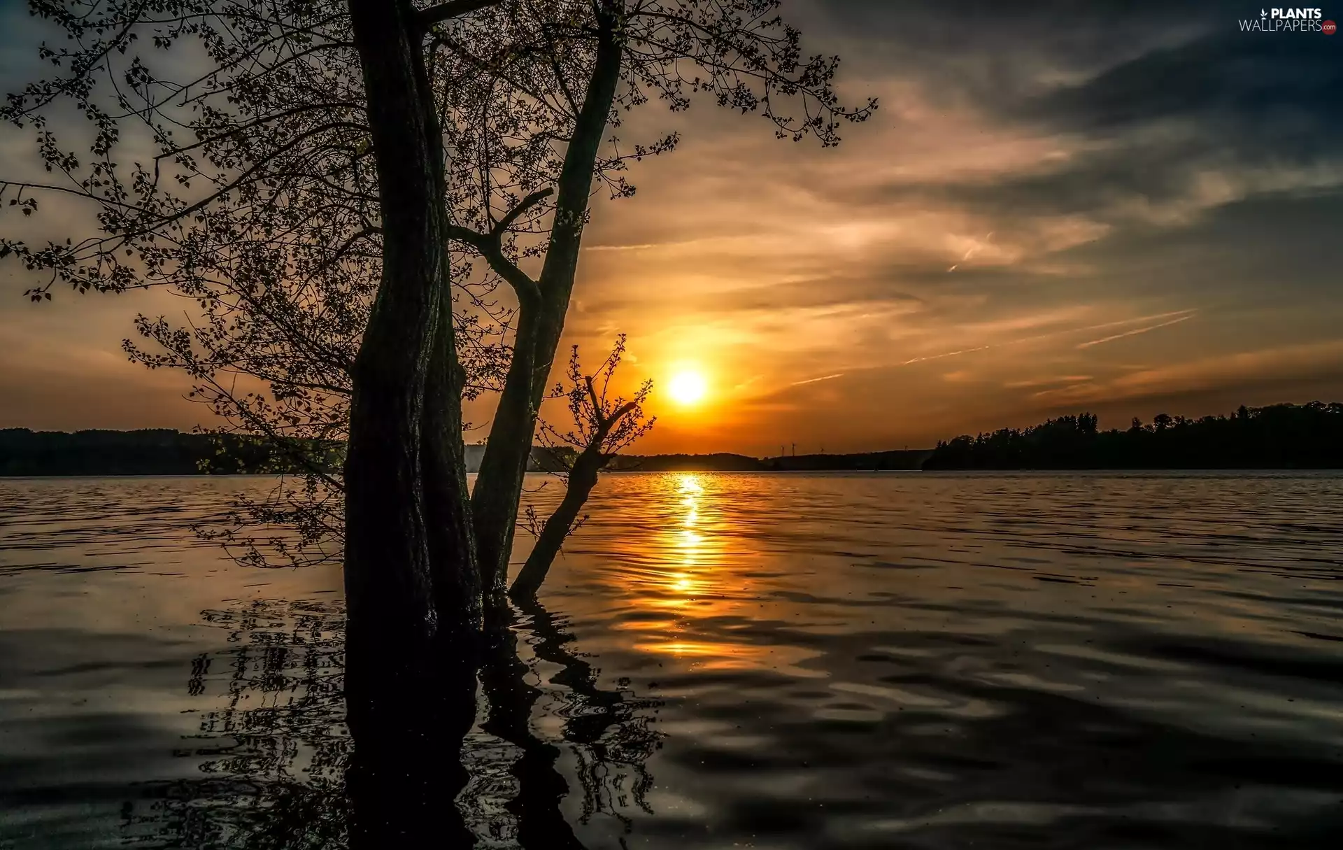 lake, west, sun, trees