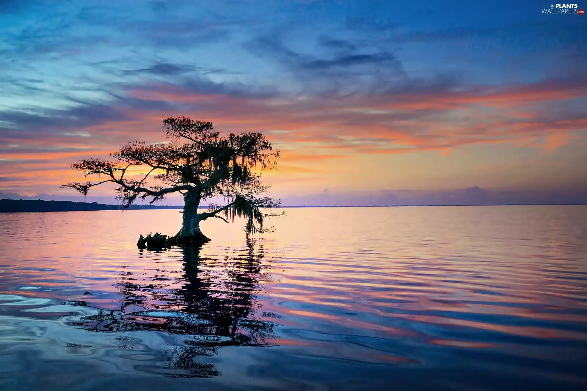 lake, west, sun, trees