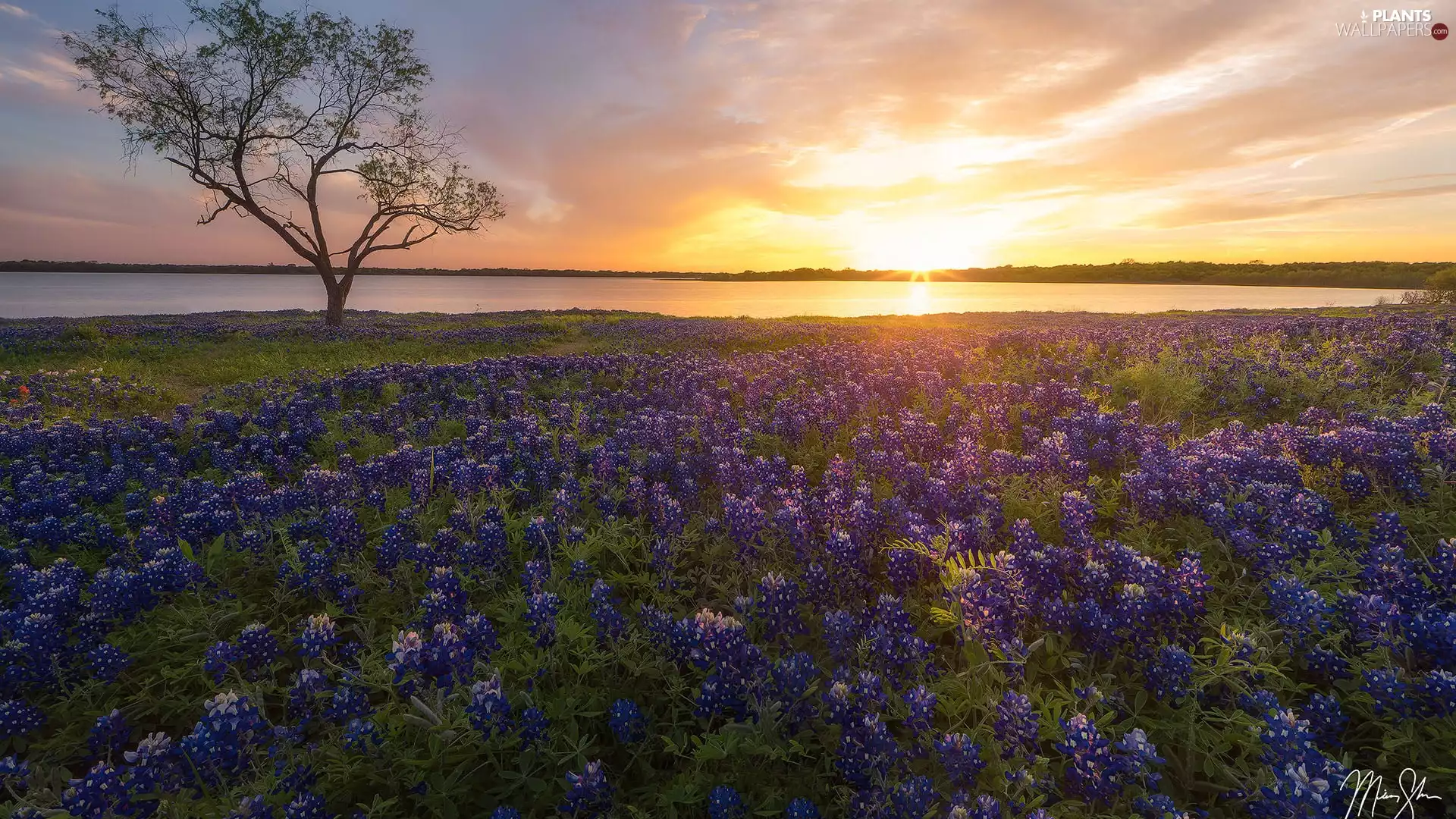 lake, lupine, Sunrise, trees