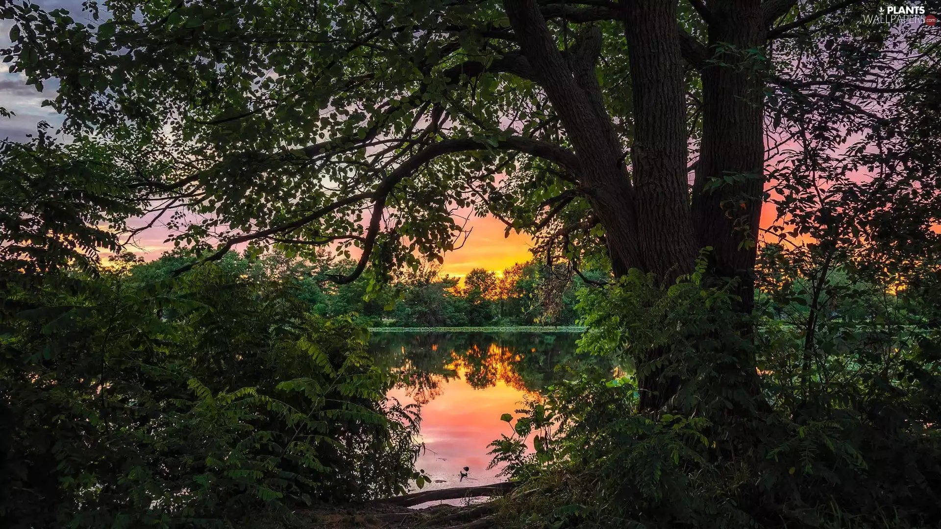 Bush, Great Sunsets, trees, viewes, lake
