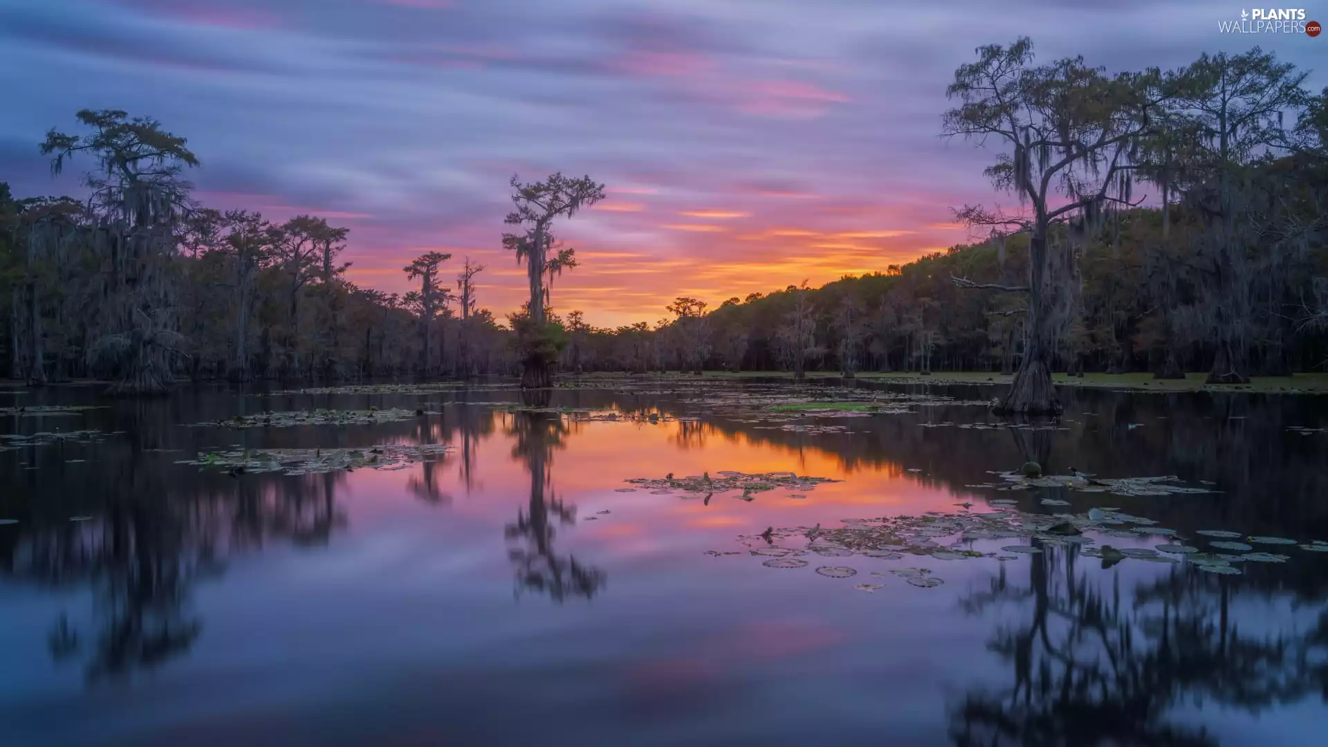 cypresses, Great Sunsets, trees, viewes, lake
