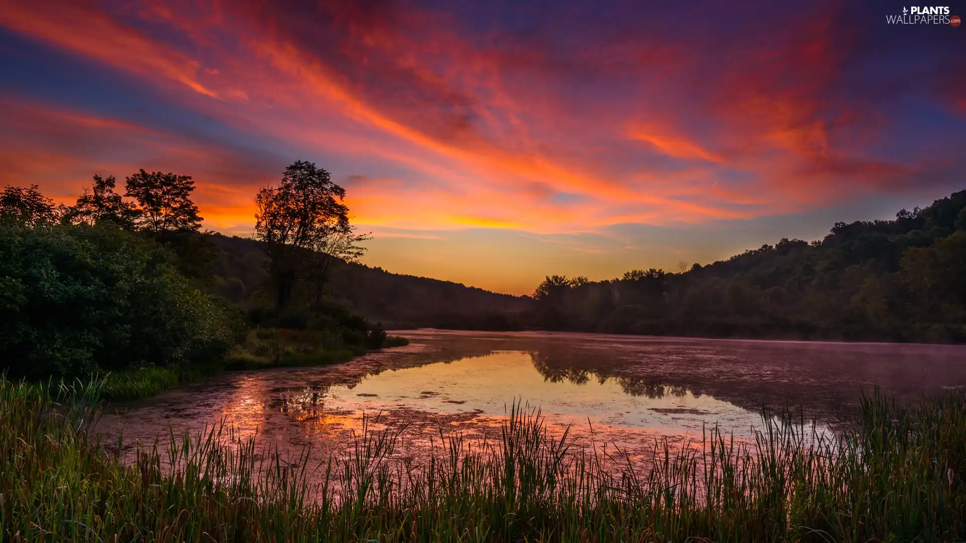 VEGETATION, Great Sunsets, trees, viewes, lake