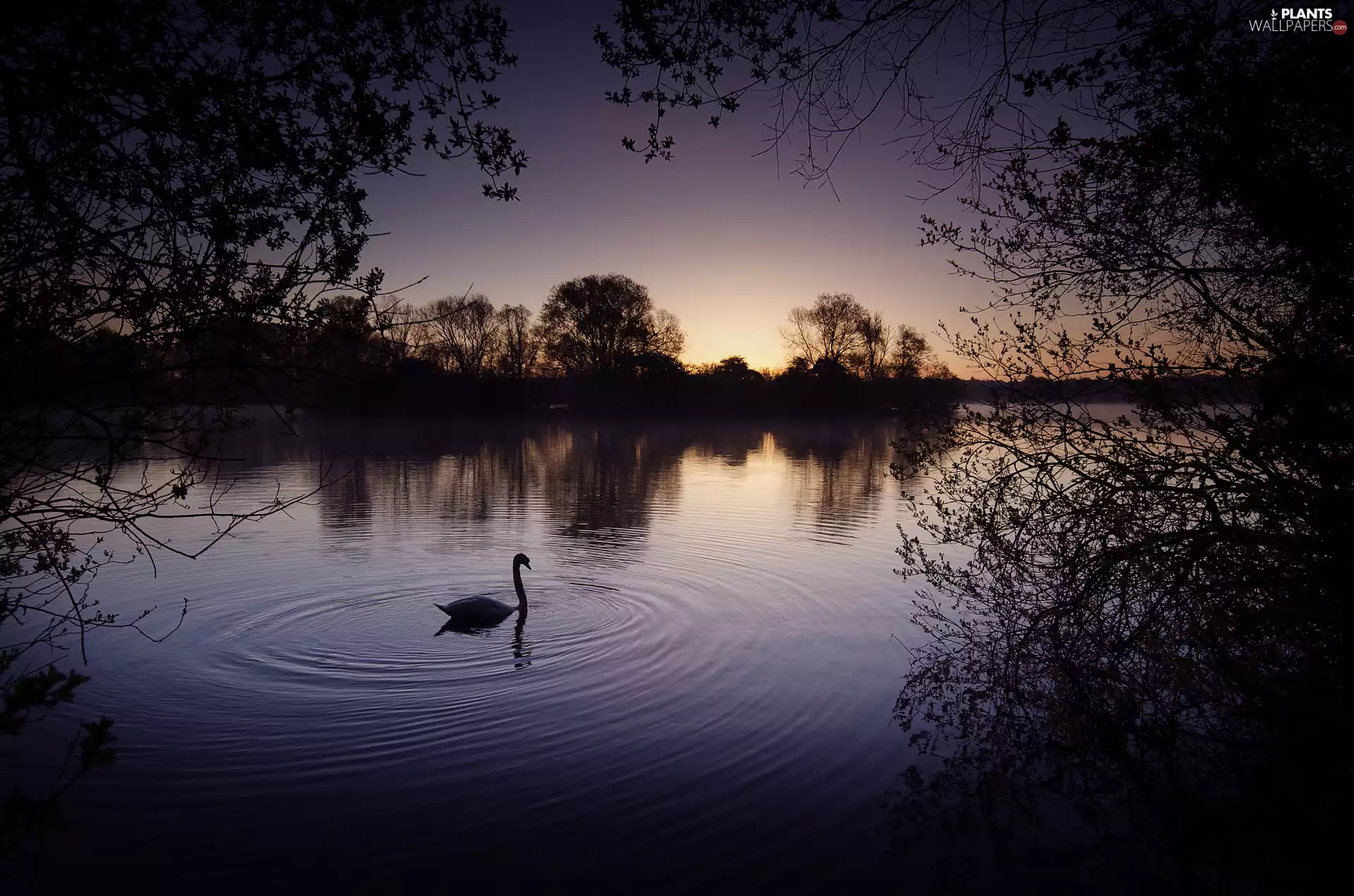 lake, viewes, Swans, trees