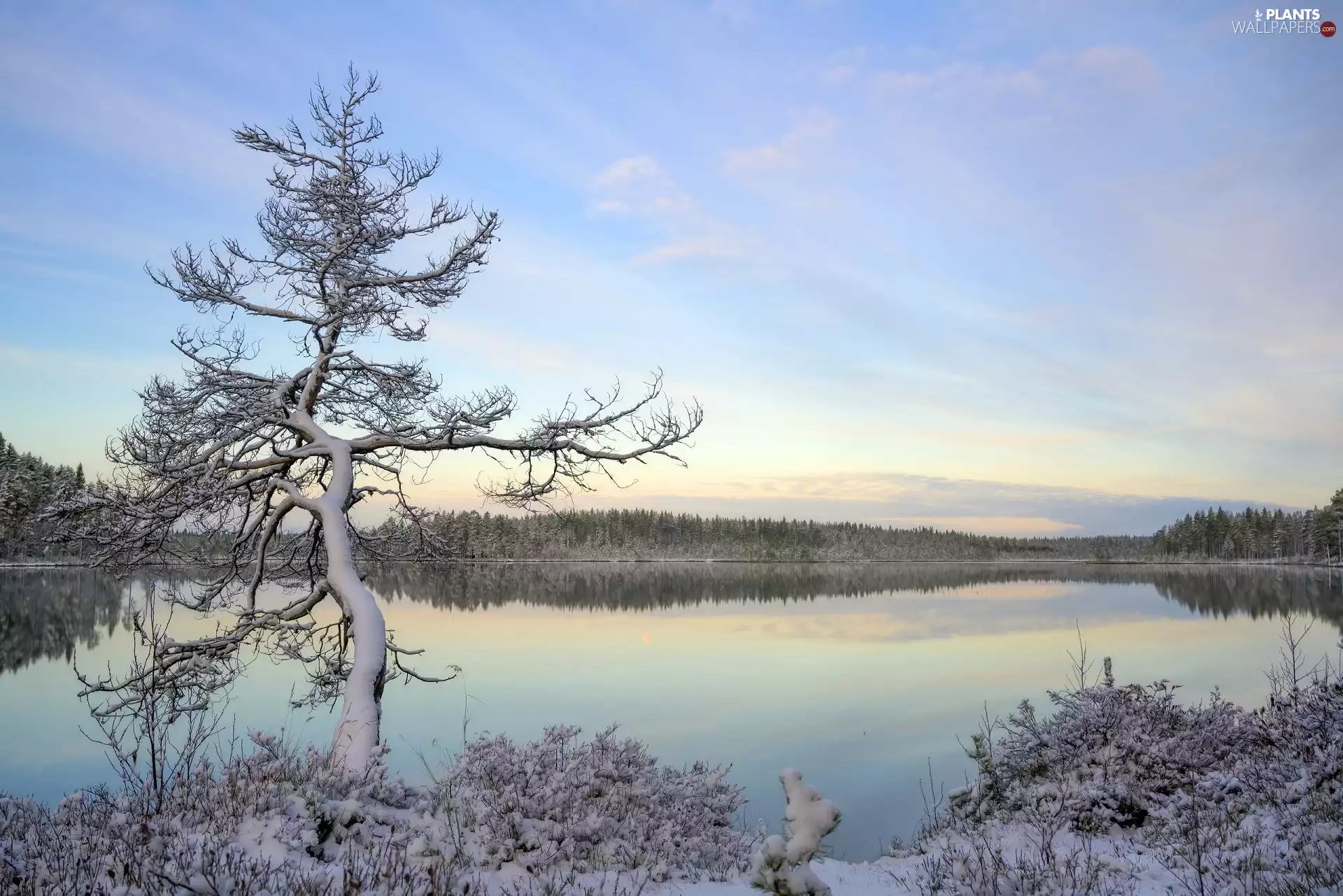 Snowy, trees, lake, forest, winter