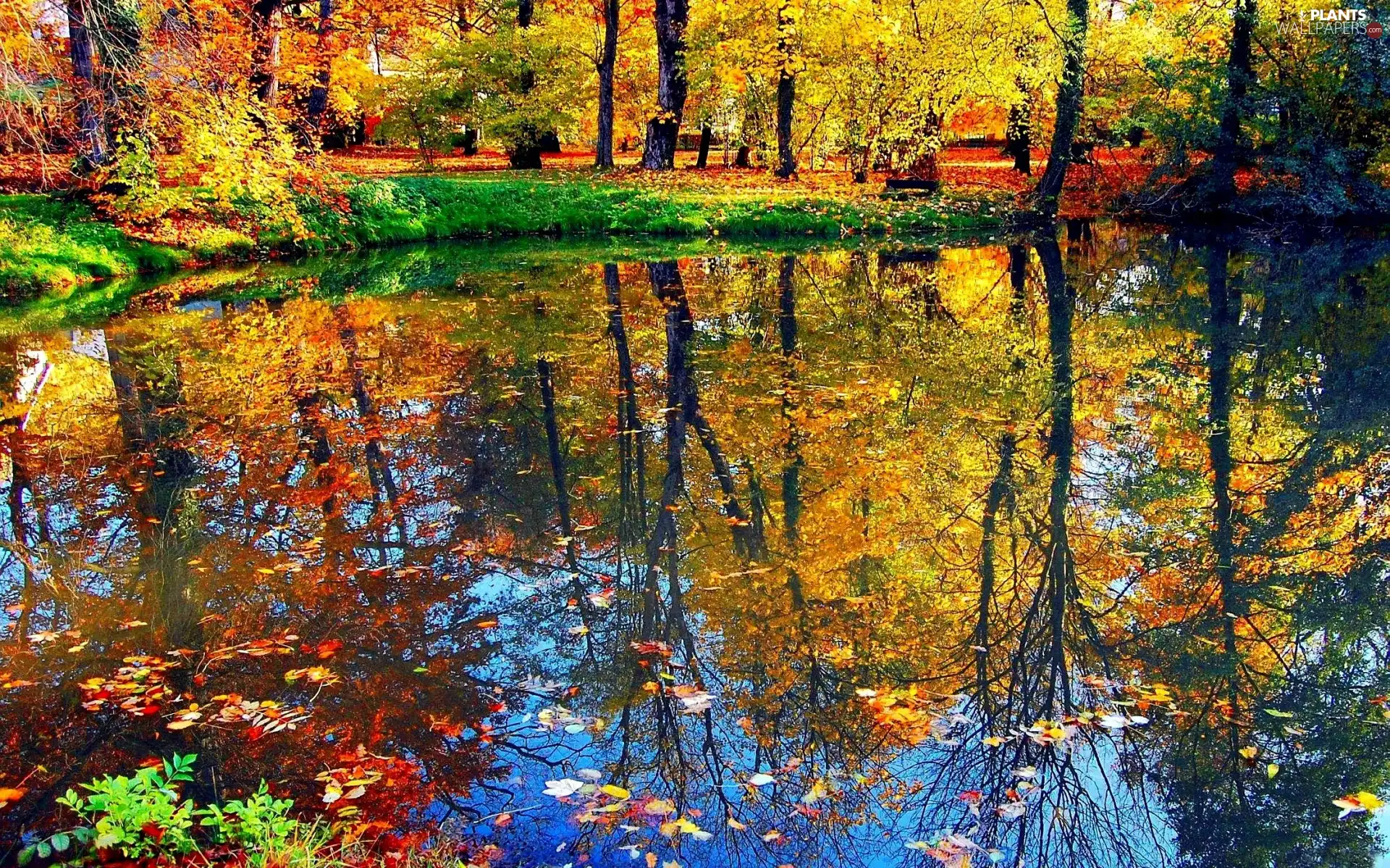 landscape, reflection, trees, Autumn