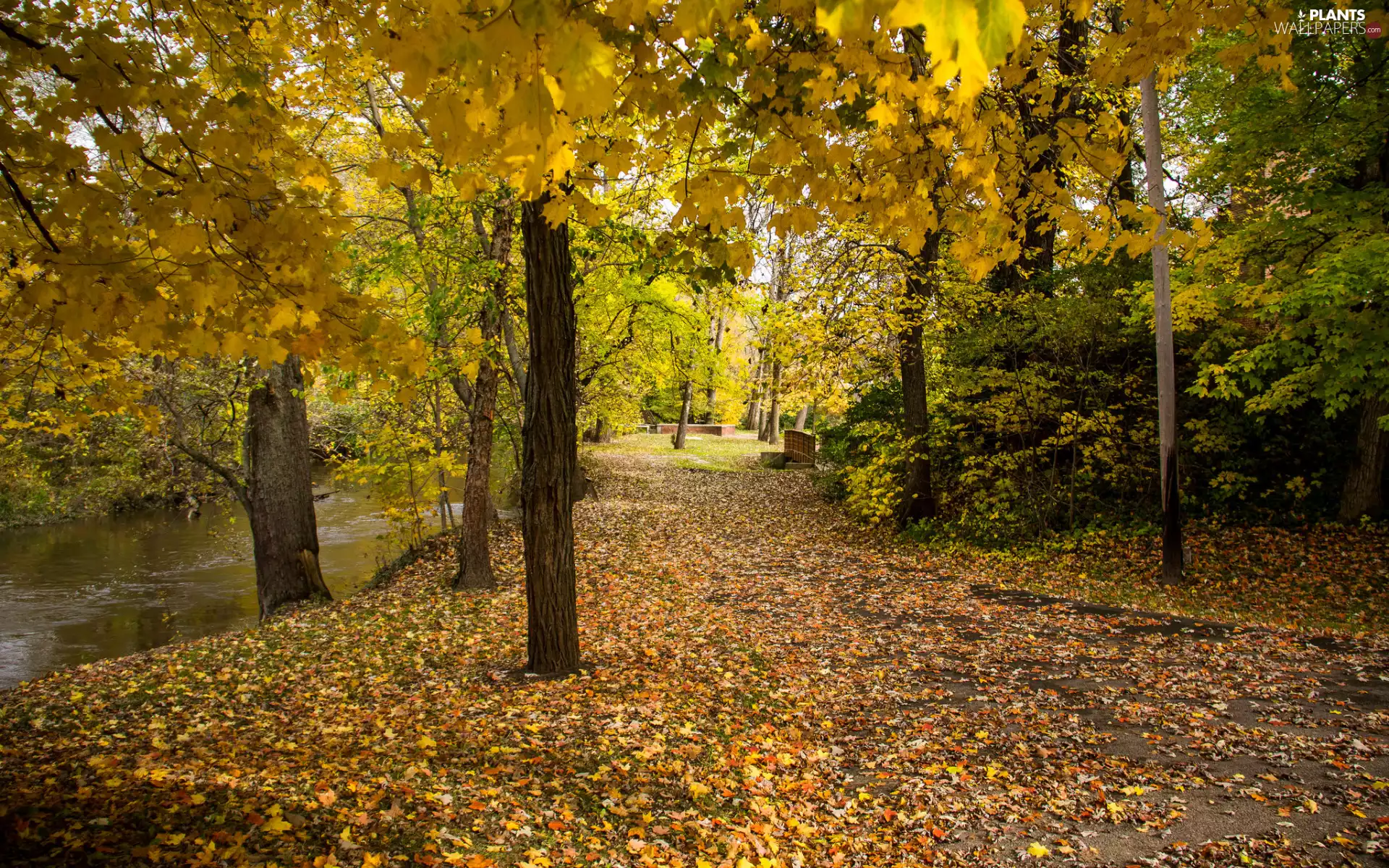 viewes, Park, lane, trees, autumn, Leaf, River