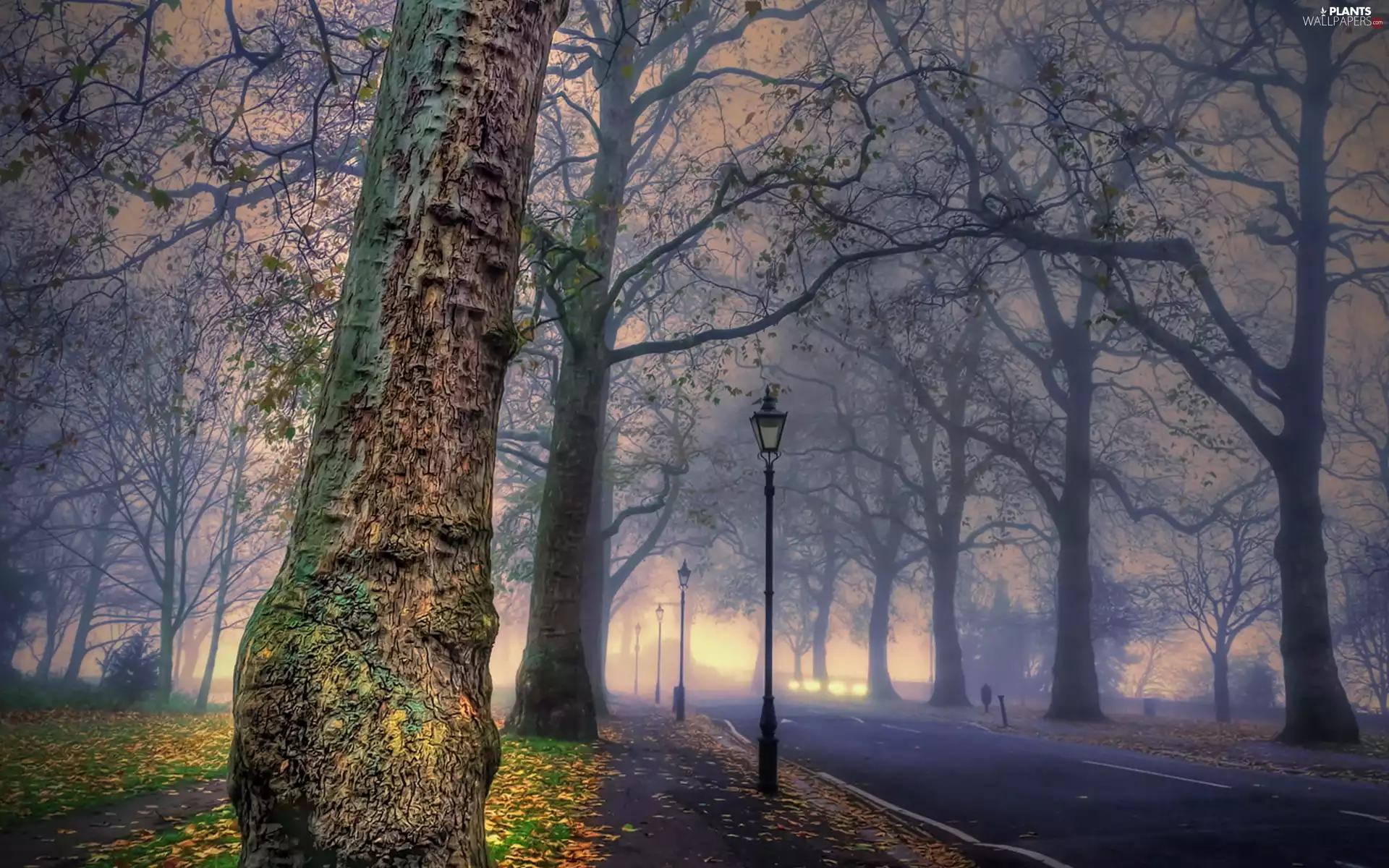 trees, Park, viewes, Leaf, dawn, autumn, lanterns, Fog, Way