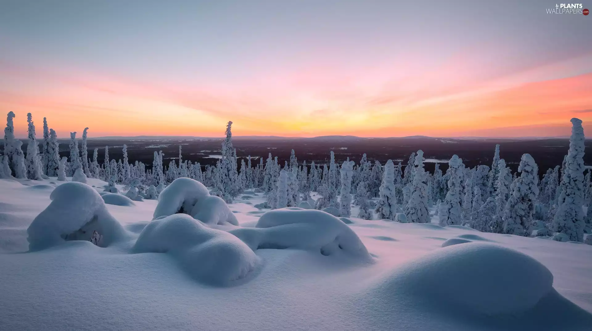 viewes, snow, Lapland, trees, winter, Mountains, Finland