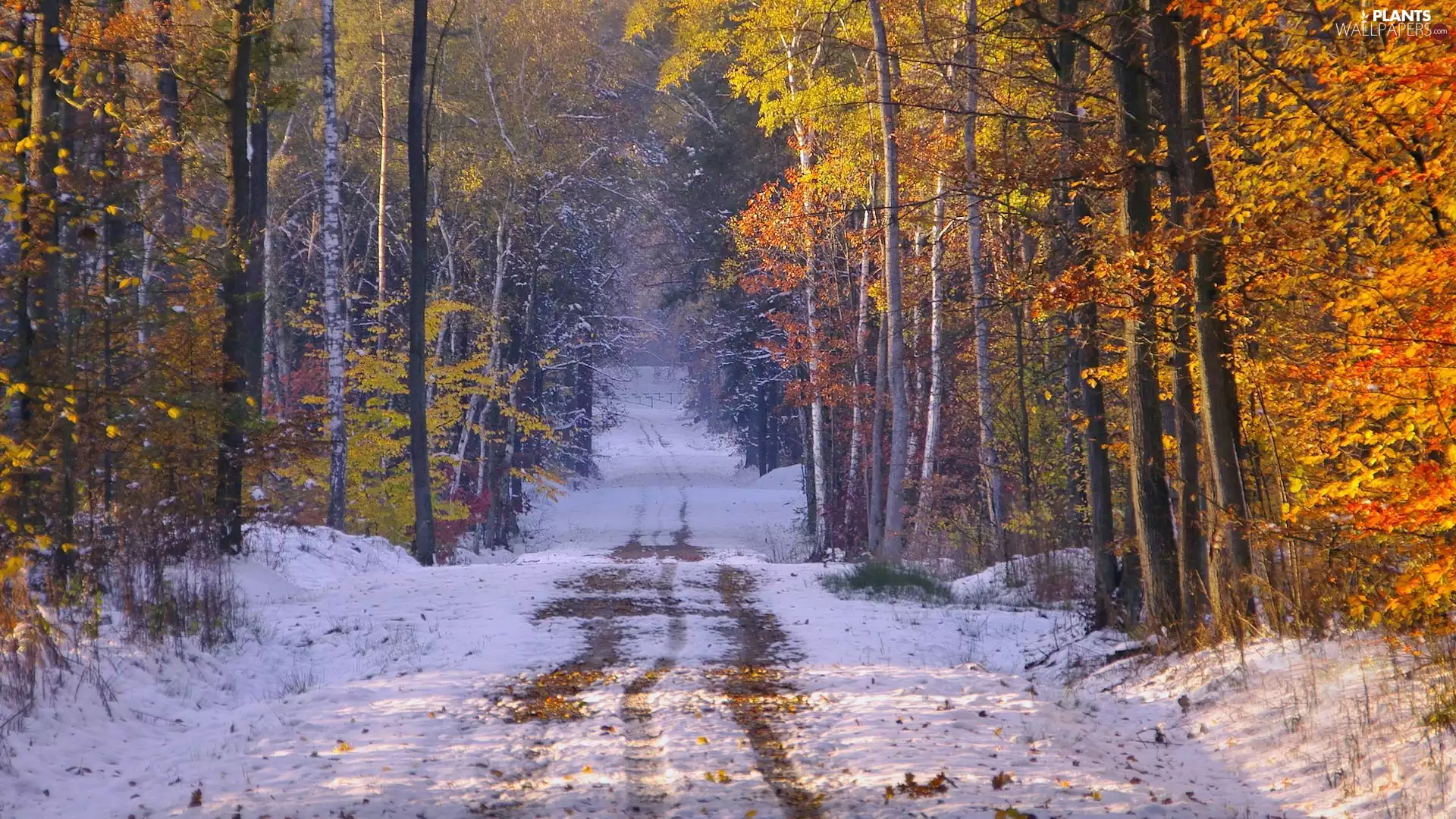 viewes, Way, Late, trees, forest, snow, autumn