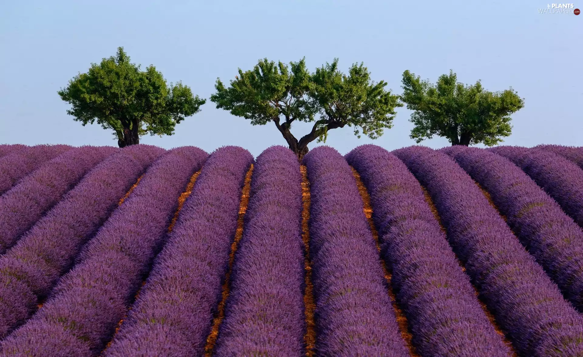 lavender, viewes, Sky, trees
