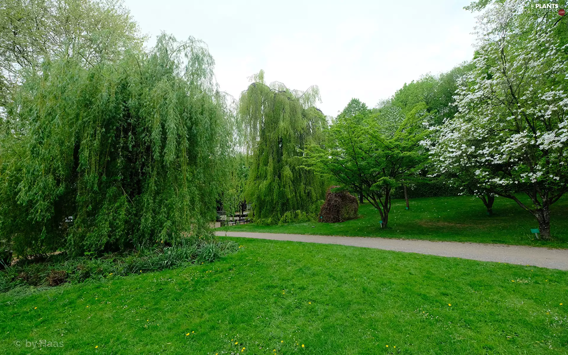viewes, Spring, Lawn, trees, Park, Willow, Path