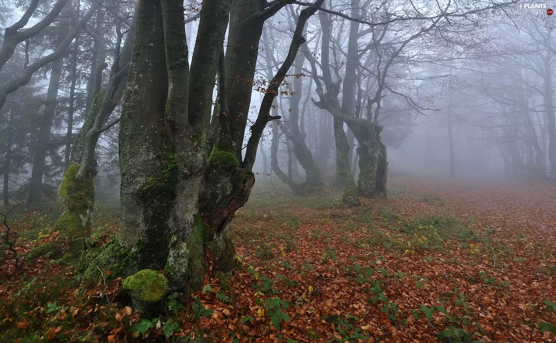 viewes, autumn, Leaf, trees, forest, fallen, Fog