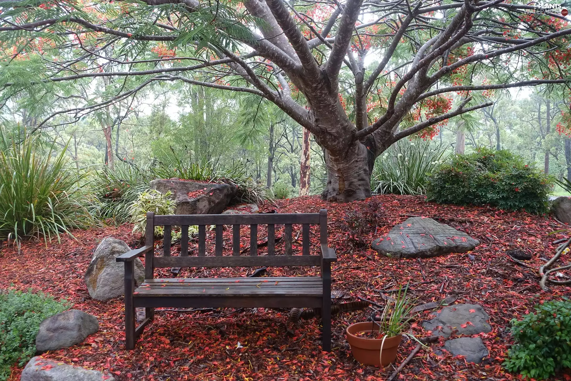 viewes, Bench, Leaf, trees, Park, fallen, Plants