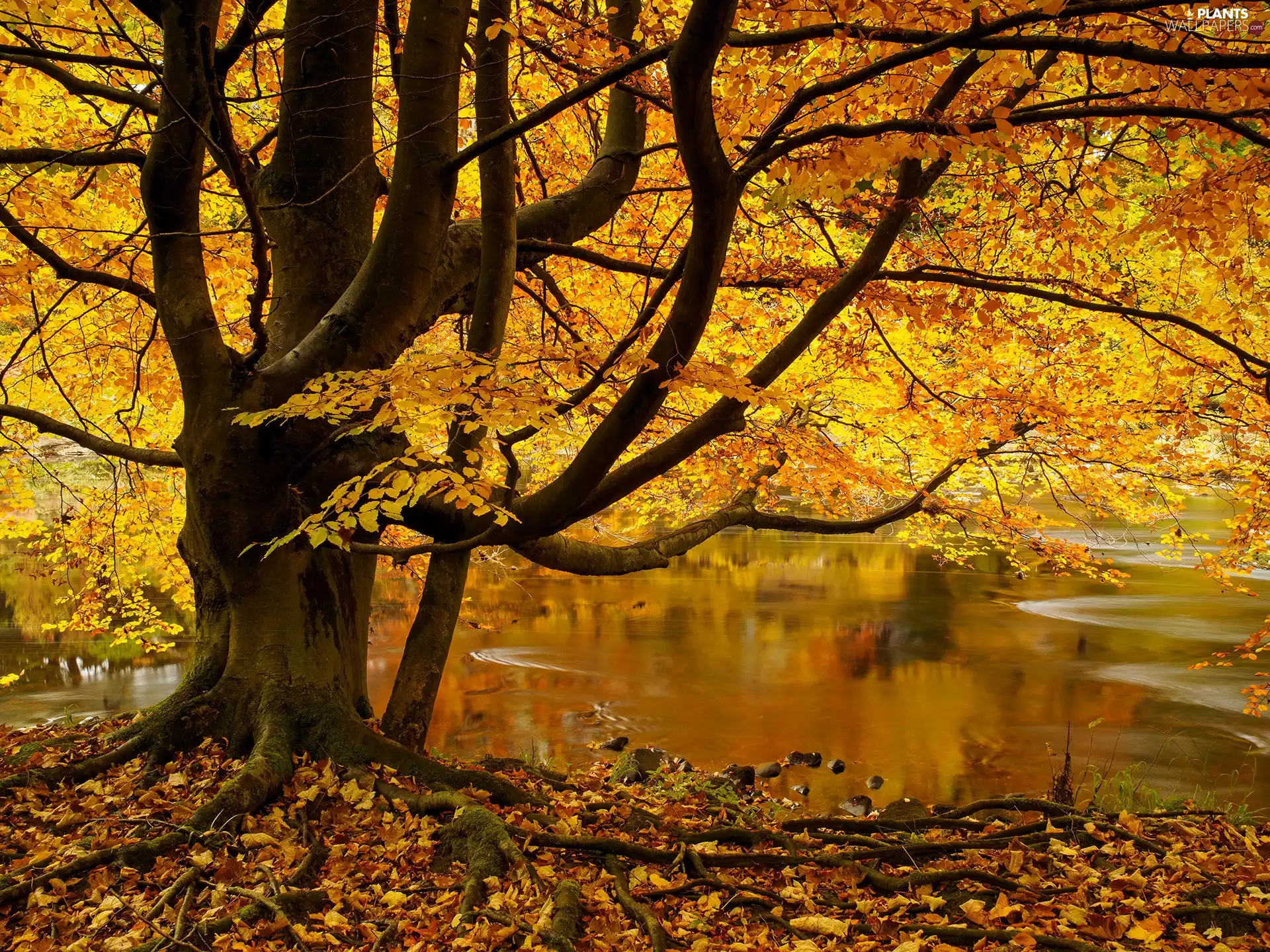 autumn, trees, Leaf, Pond - car