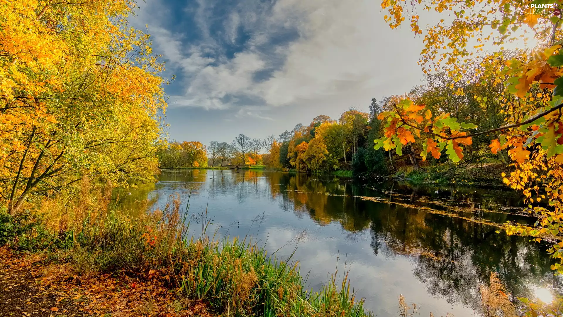 viewes, coast, Leaf, trees, lake, Bush, autumn
