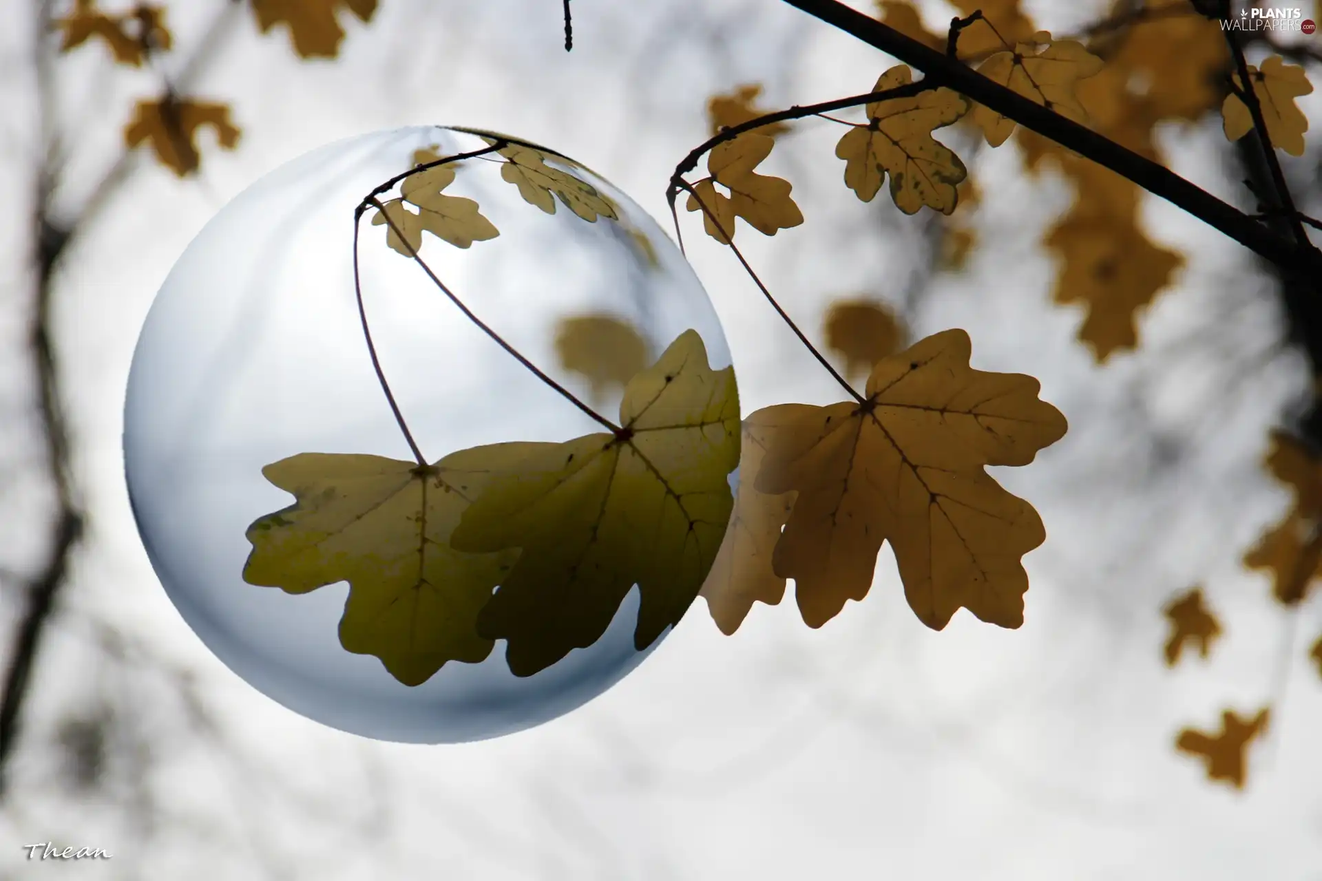 trees, dry, Leaf