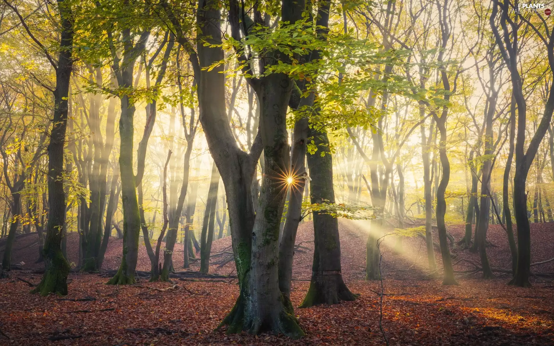 trees, rays of the Sun, fallen, Leaf, viewes, forest