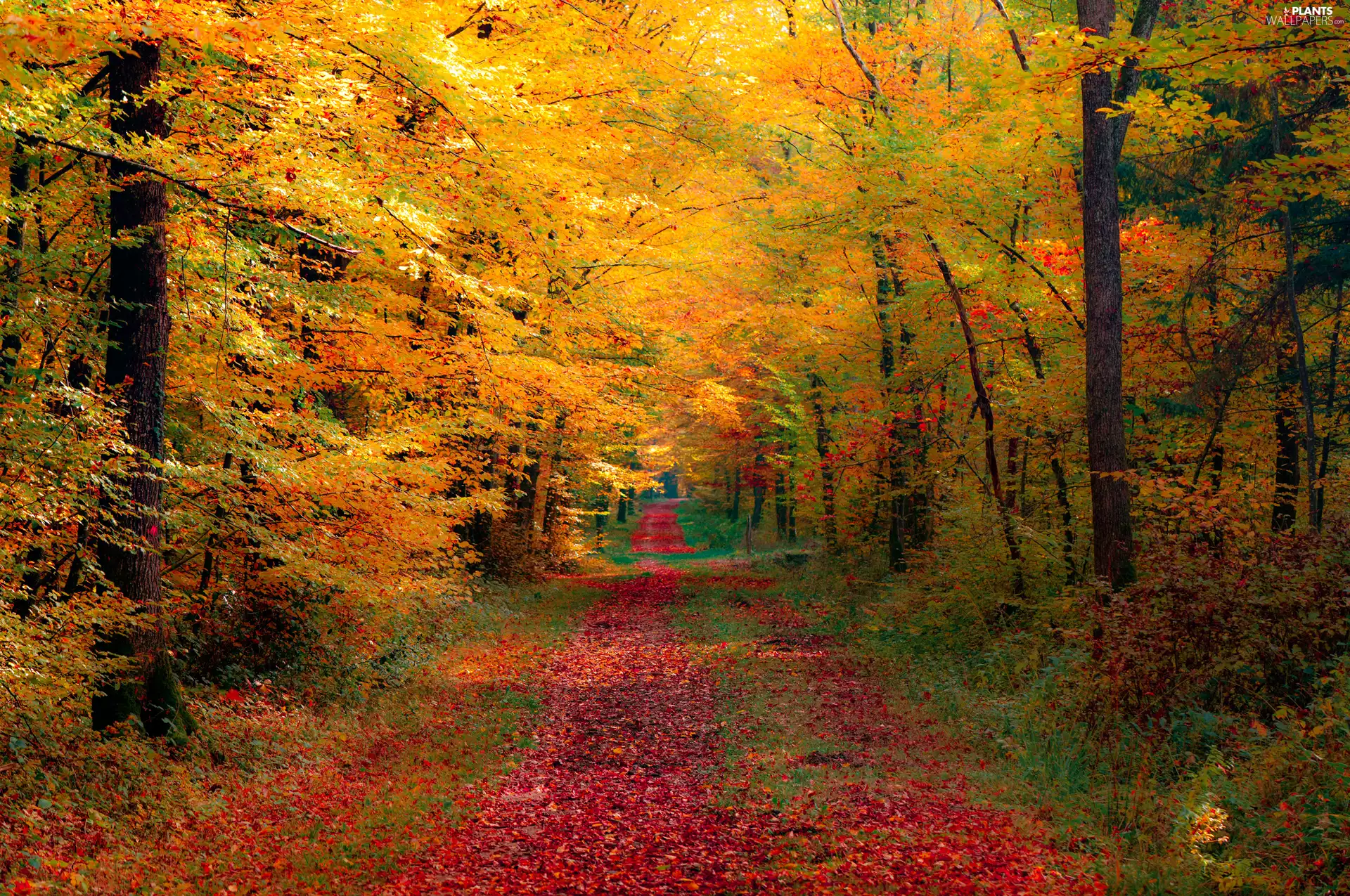 viewes, forest, Leaf, trees, Way, color, autumn