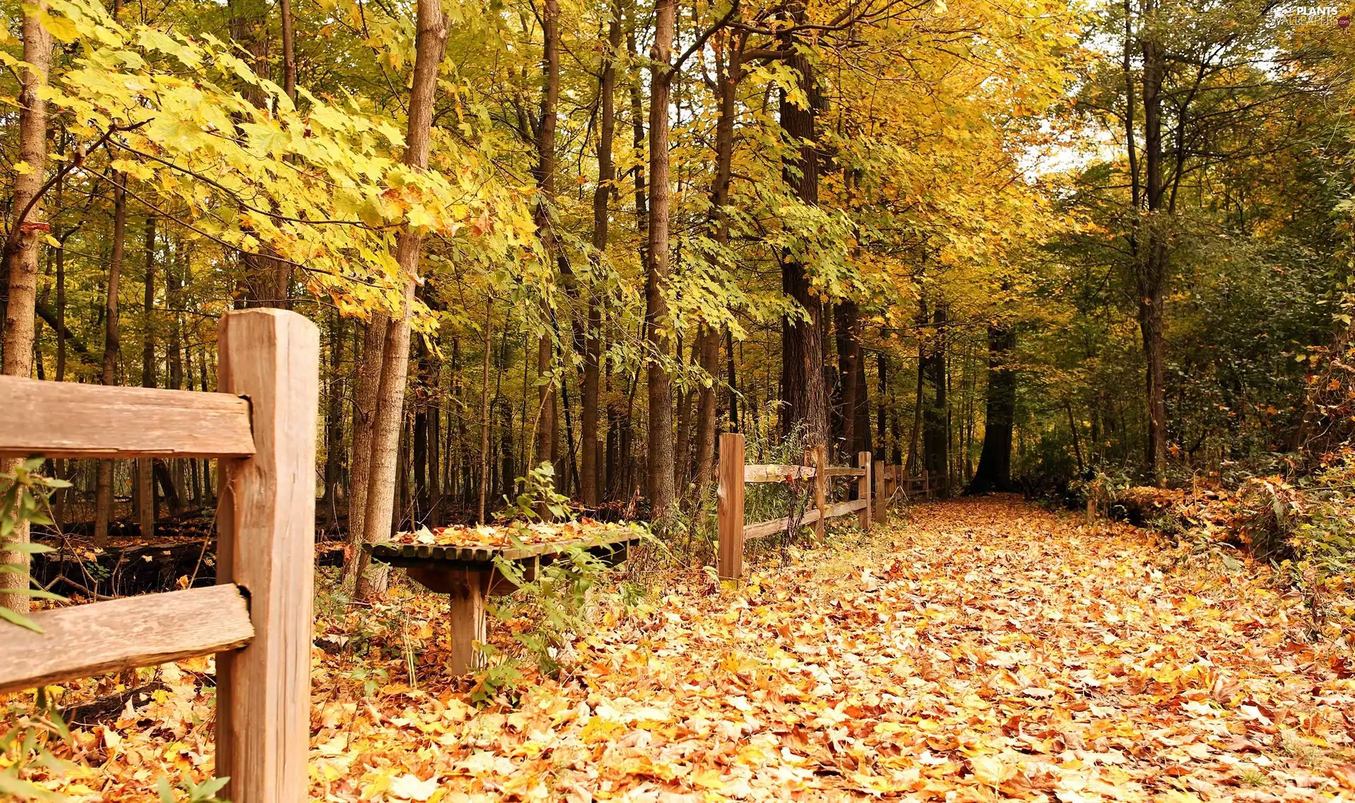 viewes, forest, Leaf, trees, autumn, Way, fence