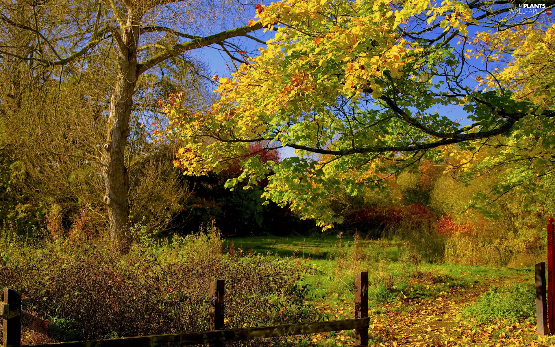 viewes, forest, Leaf, trees, autumn, Yellow, fence