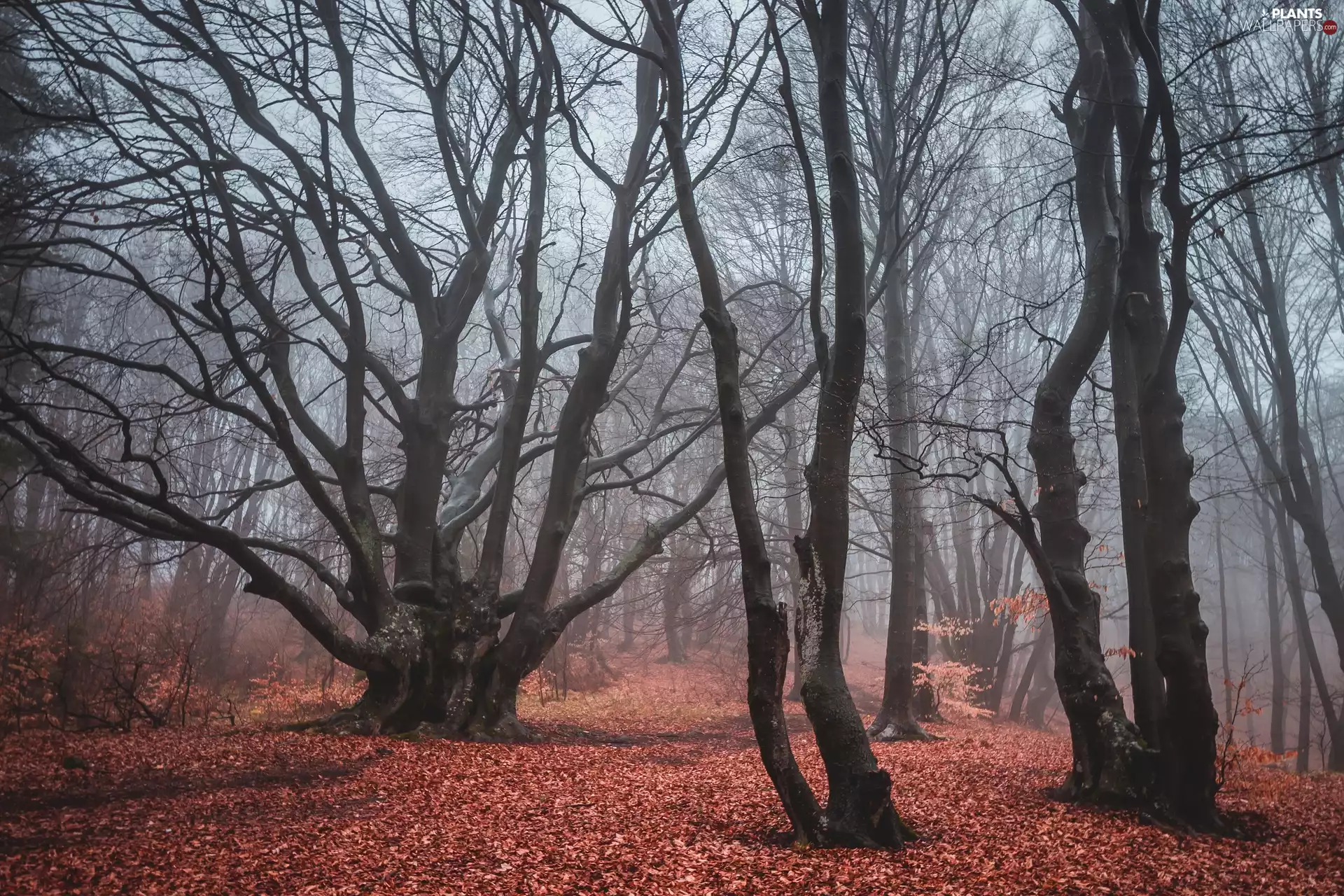 viewes, forest, Leaf, trees, autumn, fallen, Fog