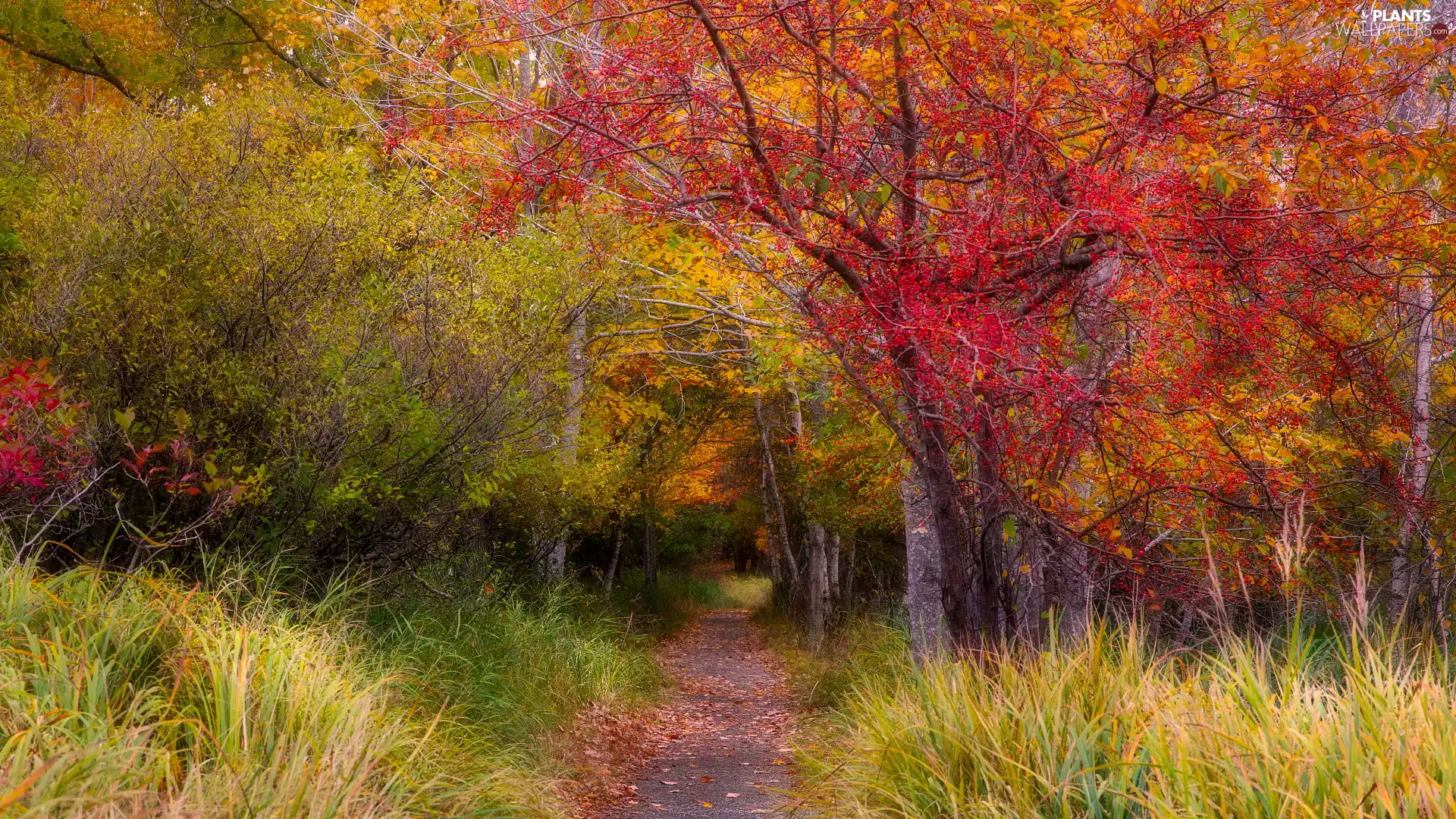 viewes, forest, Leaf, trees, autumn, Path, grass