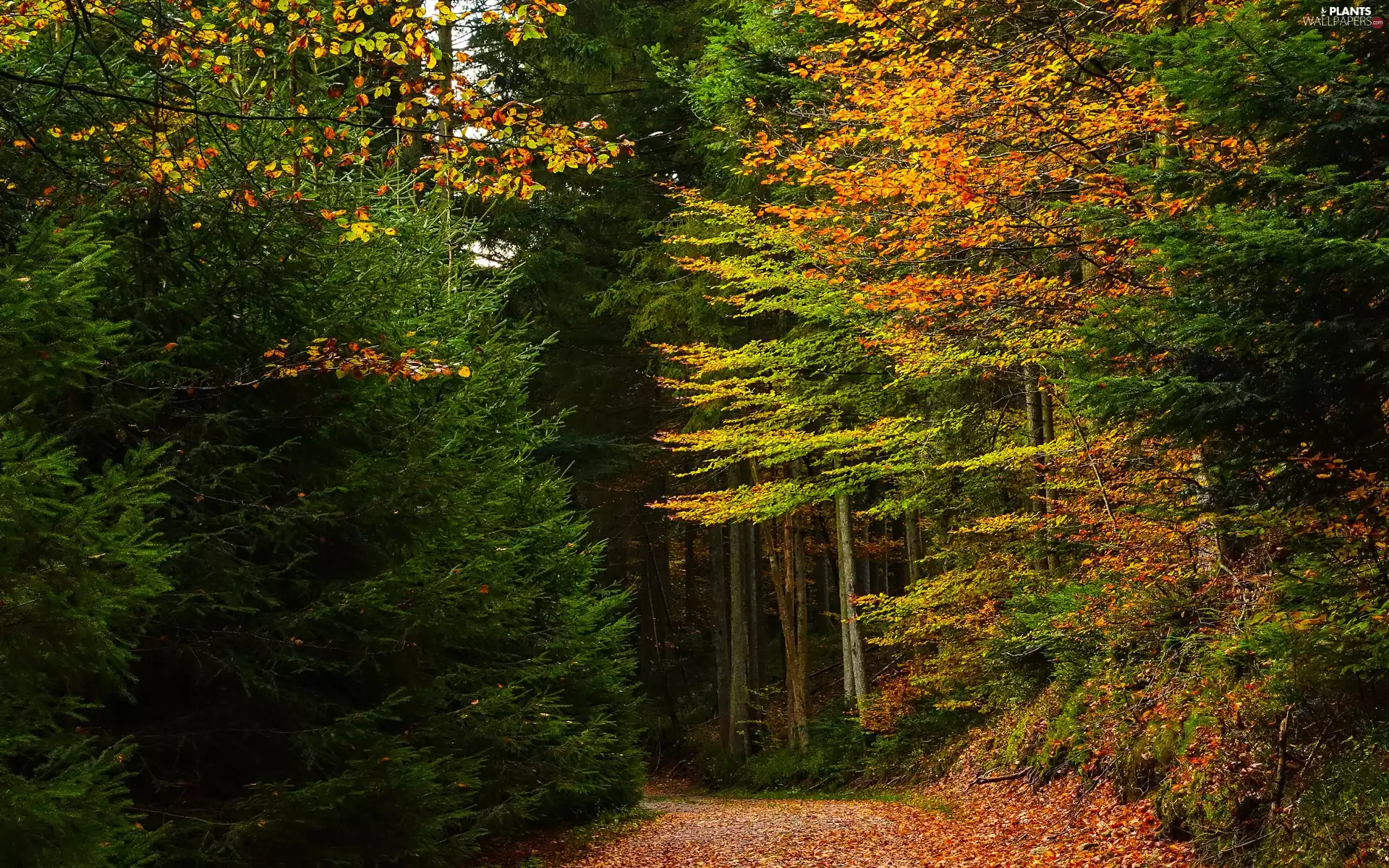 viewes, forest, Leaf, trees, autumn, fallen, Path