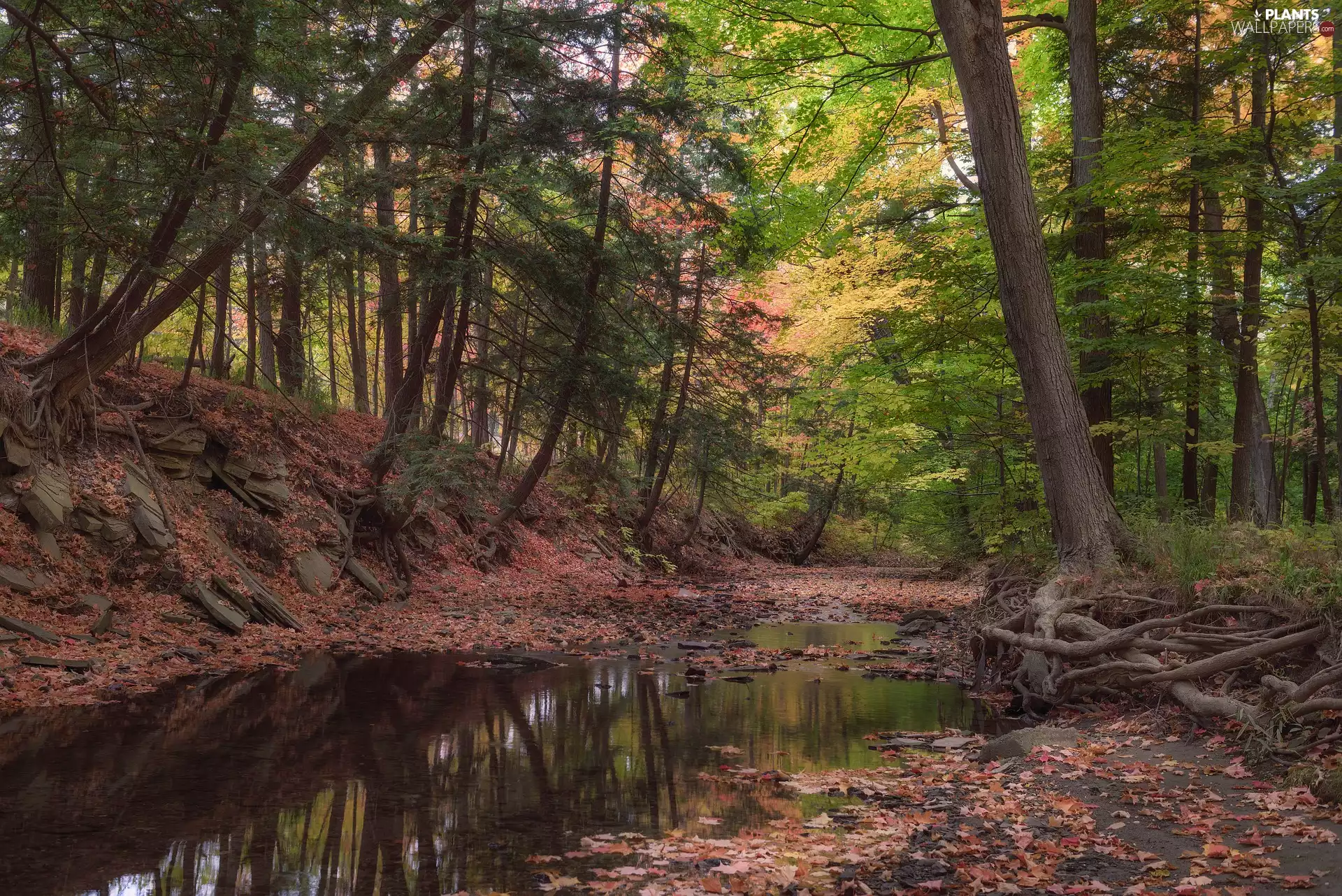 viewes, forest, Leaf, trees, autumn, fallen, puddle