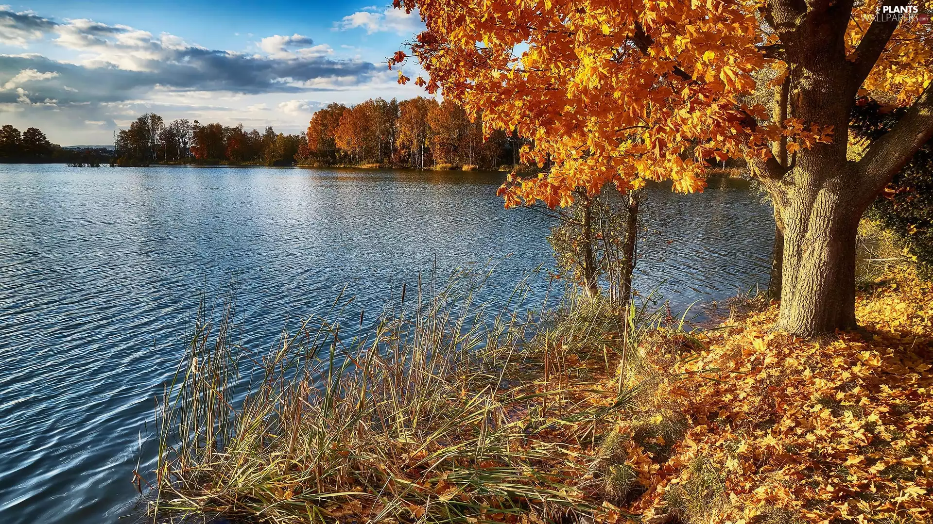 viewes, lake, Leaf, trees, autumn, Yellow, grass