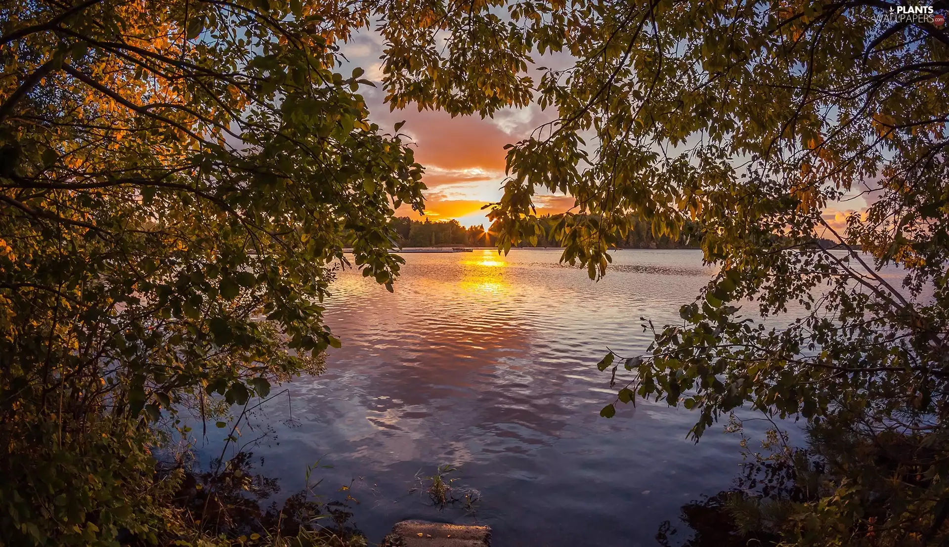 viewes, lake, Leaf, Great Sunsets, branch pics, trees