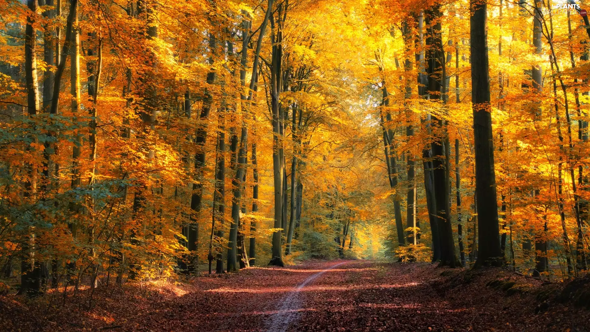 viewes, Path, Leaf, trees, forest, VEGETATION, autumn