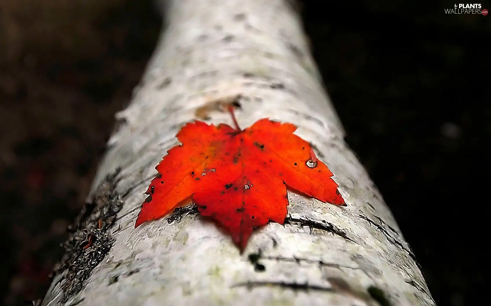 trees, Red, leaf