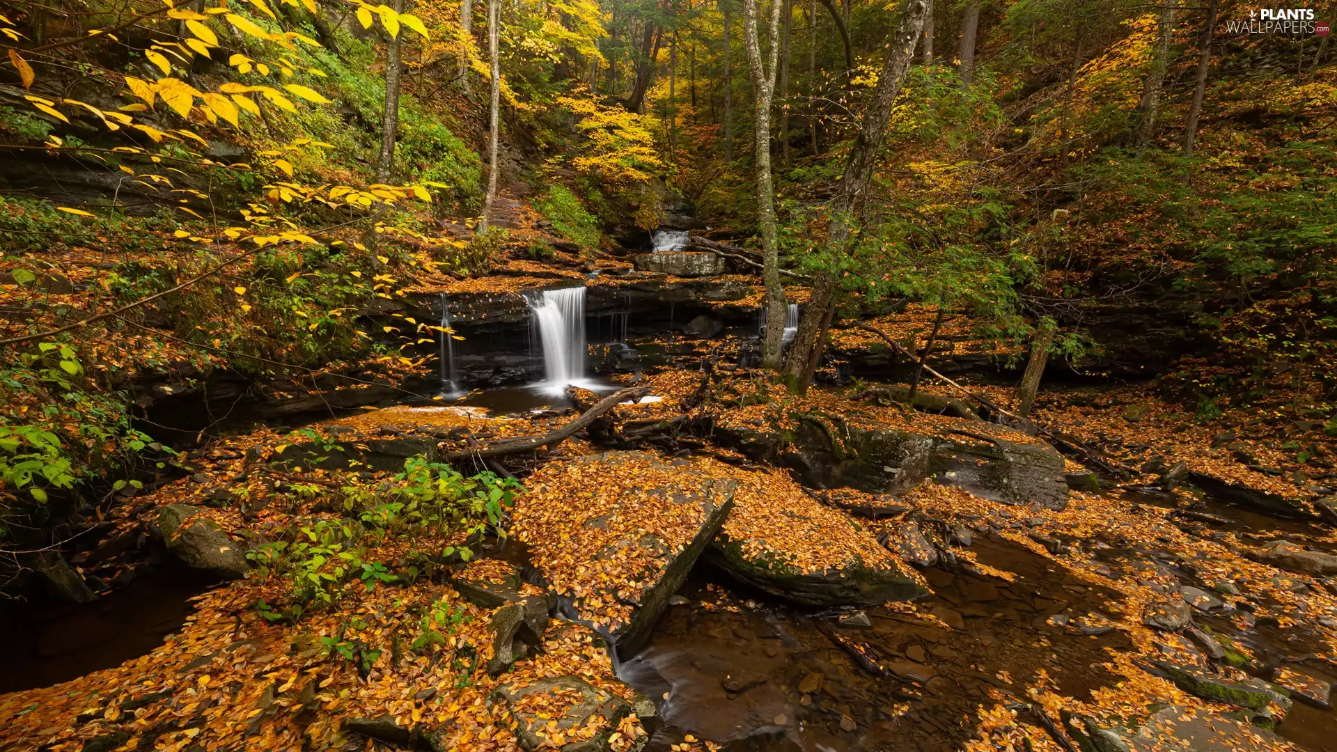 viewes, River, Leaf, trees, forest, Stones, autumn