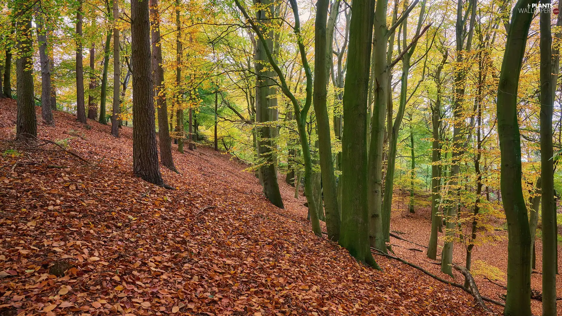 viewes, scarp, Leaf, trees, forest, Brown, autumn