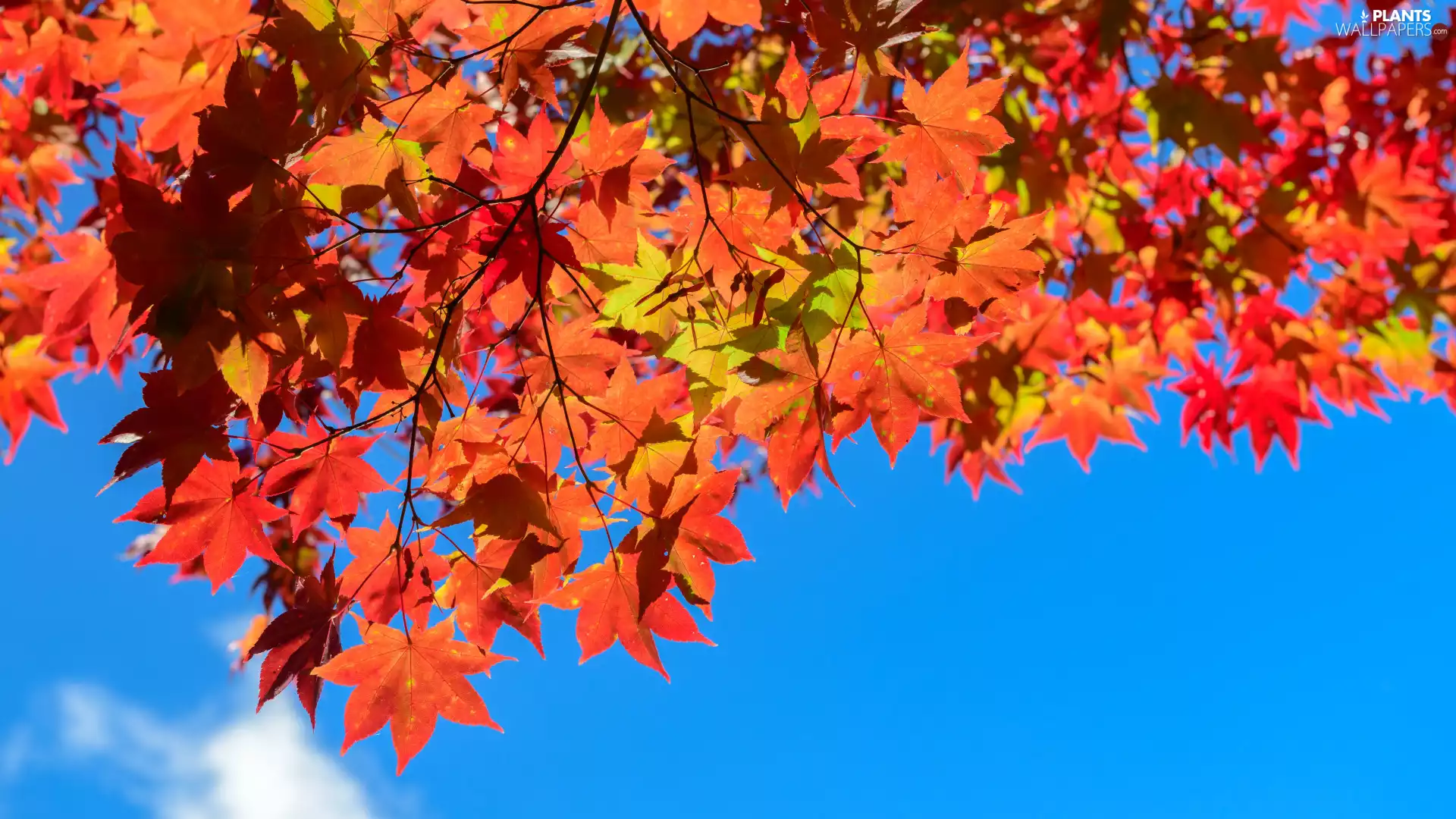 Leaf, maple, Sky, trees