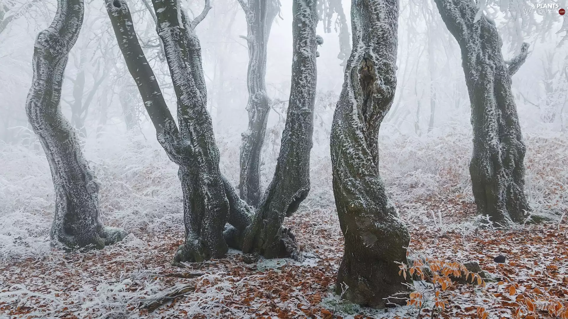 viewes, snow, Leaf, trees, winter, forest, Fog