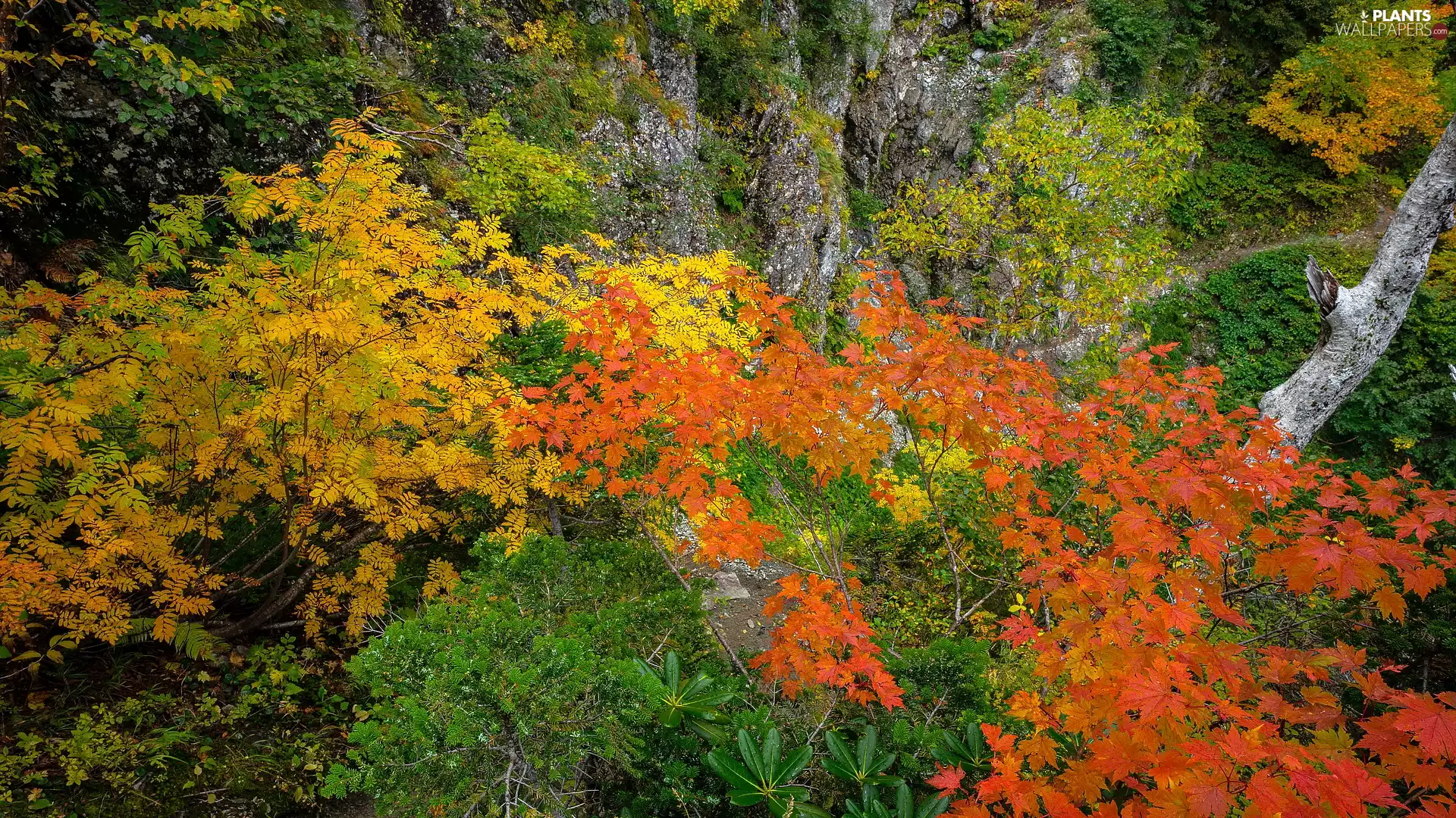 viewes, Stems, Leaf, trees, rocks, Bush, autumn