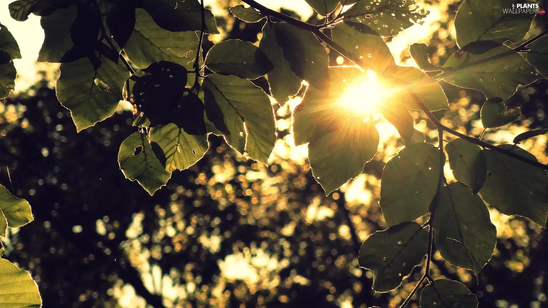 trees, sun, Leaf