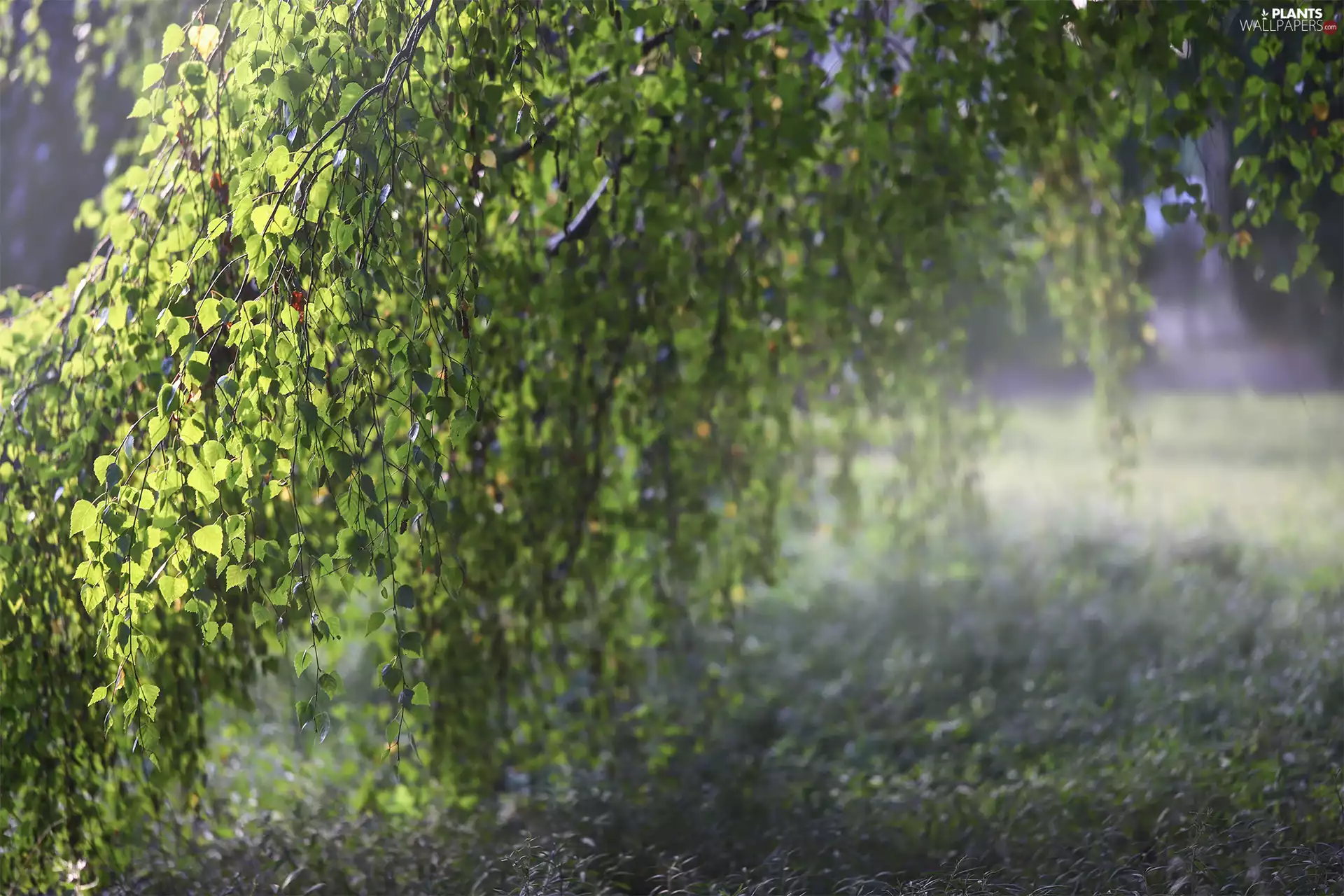 Leaf, birch-tree, trees